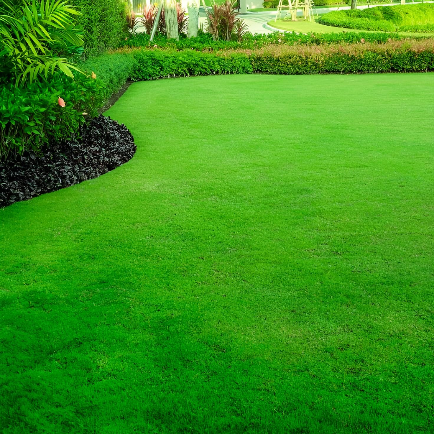 Quick-Germinating Mexican Grass Seeds, All-Season Lawn Mix, Drought-Resistant, Heat-Hardy, Thick Green Turf for Residential and Commercial Spaces, 5000 Count - Image 7 thumbnail