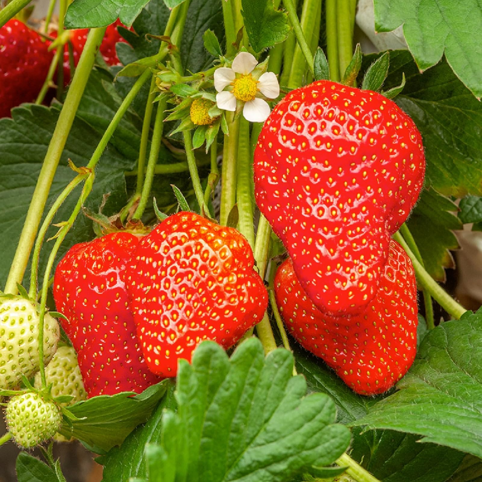Carbeth Plants Strawberry Bare Roots (Elsanta, 24)