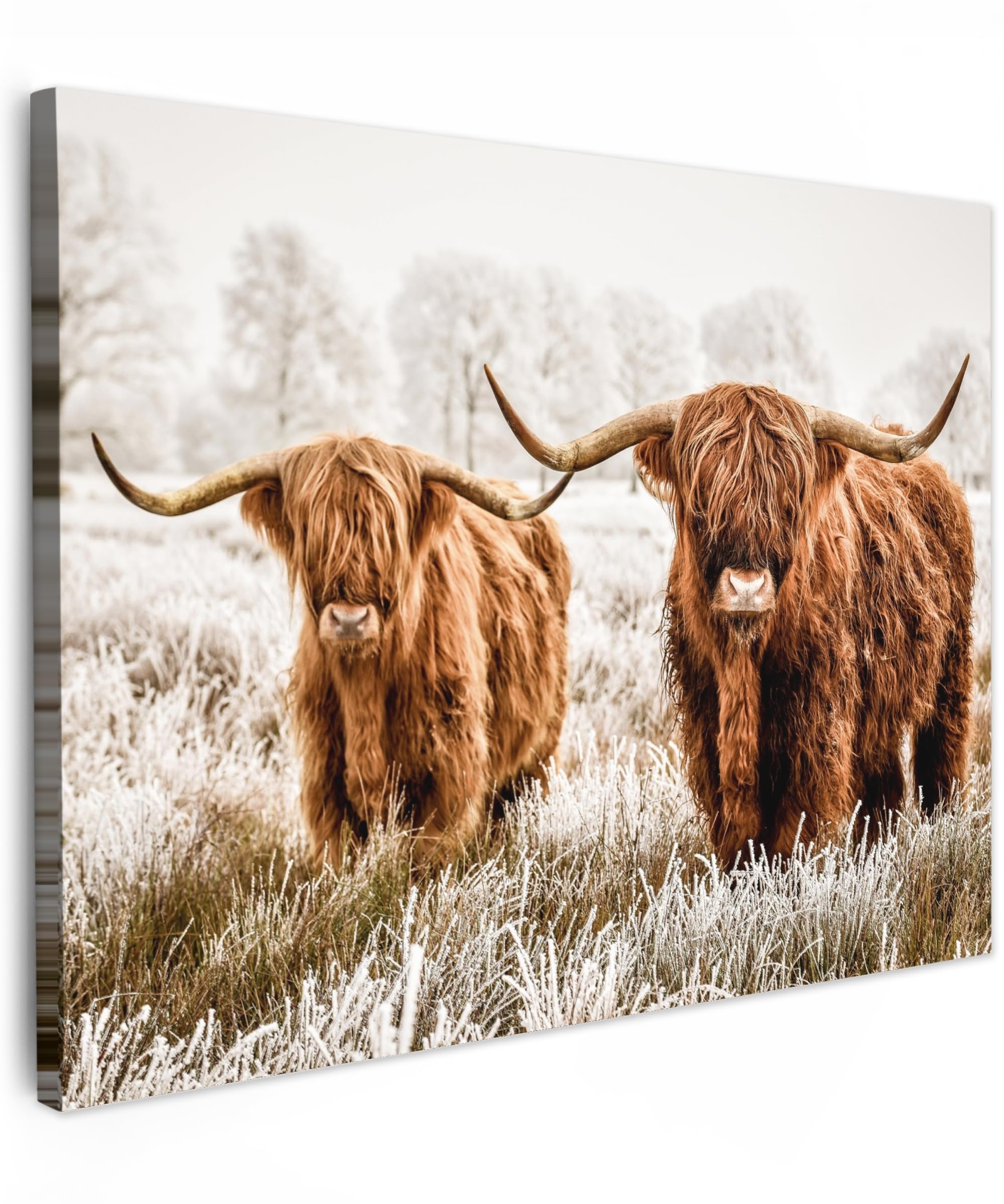 MuchoWow© Canvas Wall Art 16"x12" / 40x30 cm Decor Paintings Prints framed on Canvas Decorations Wallart Scottish highlander - Cow - Animals - Nature - Heather