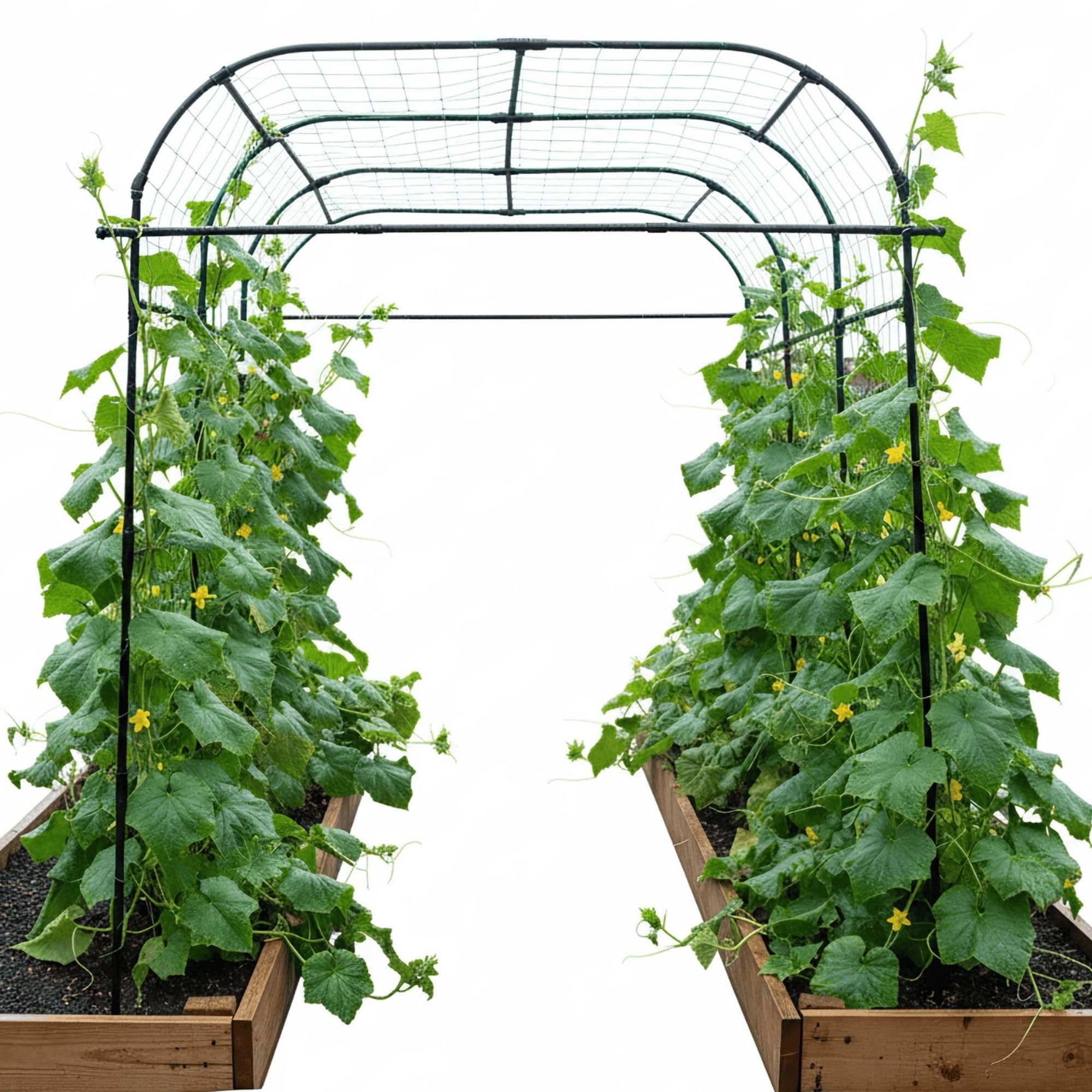 BaXAM Wide Arch Trellis 7FT