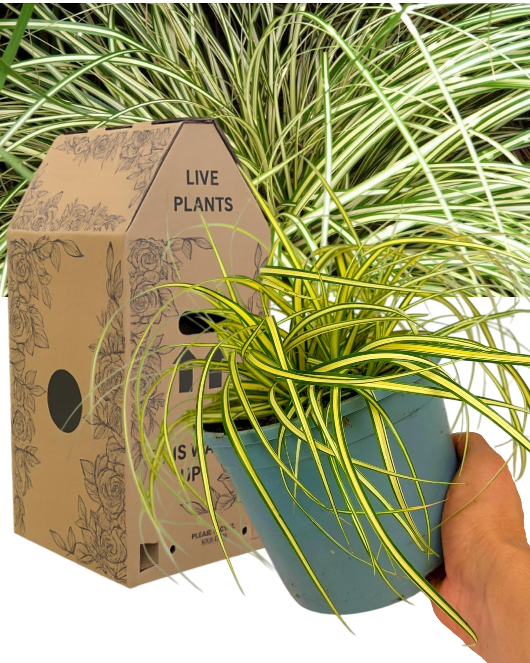 Verdant Living Evergold Carex Ornamental Grass - Decorative Evergreen Perennial Sedge for Borders, Containers & Gardens. 1x Large, Well Established 2L Rootball. Outdoor Garden Ready & Peat Free — image 1