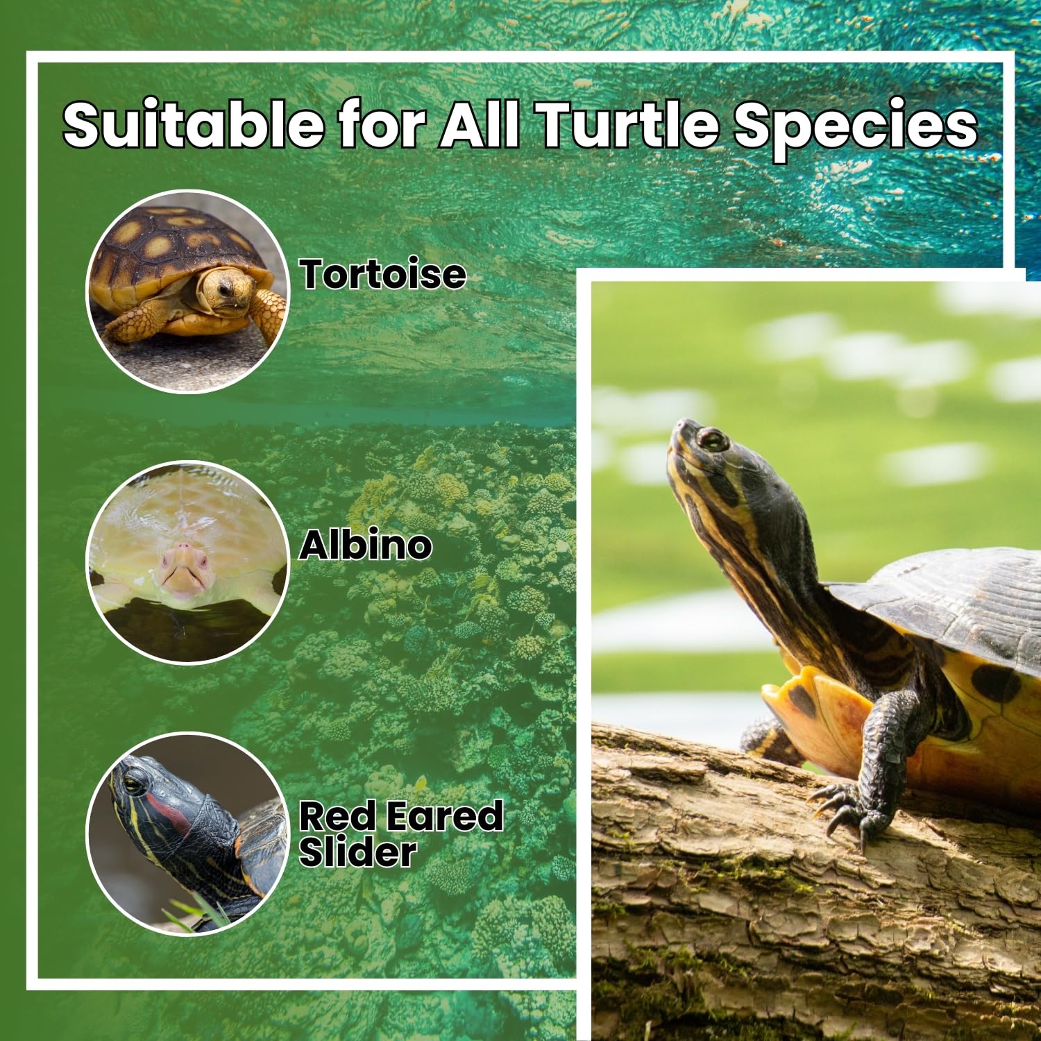 Sage Square Pet Care International Turtle Healthcare Combo β Vita A & Turtle I-Care | Supports Eye Health, Strong Immunity, Essential Nutrition | Vitamin, Mineral Supplement for Healthy Turtles (30ml) 4