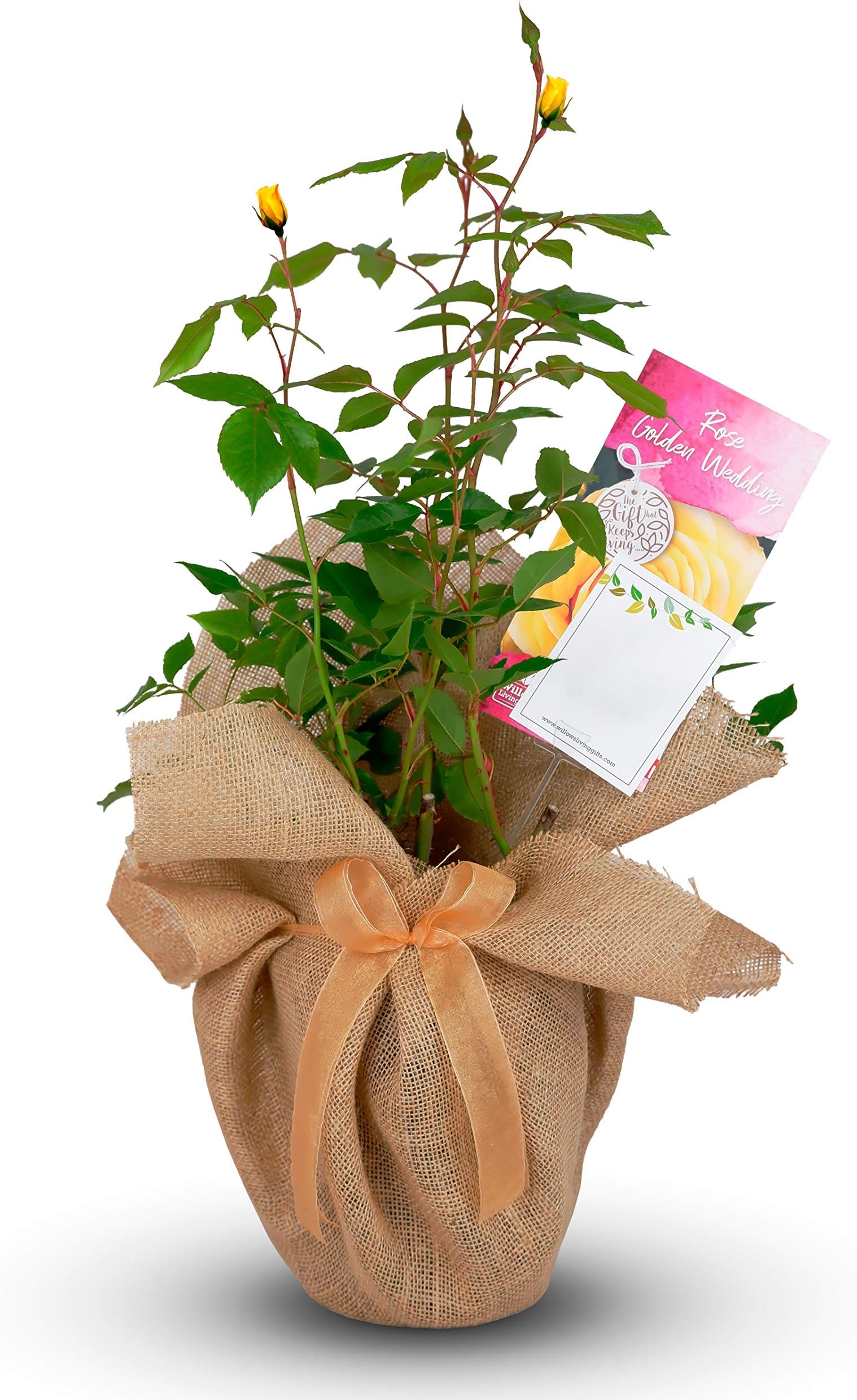 Willows Living Gifts Golden Wedding Rose - 50th Anniversary Rose Bush - Wrapped Golden Anniversary Rose