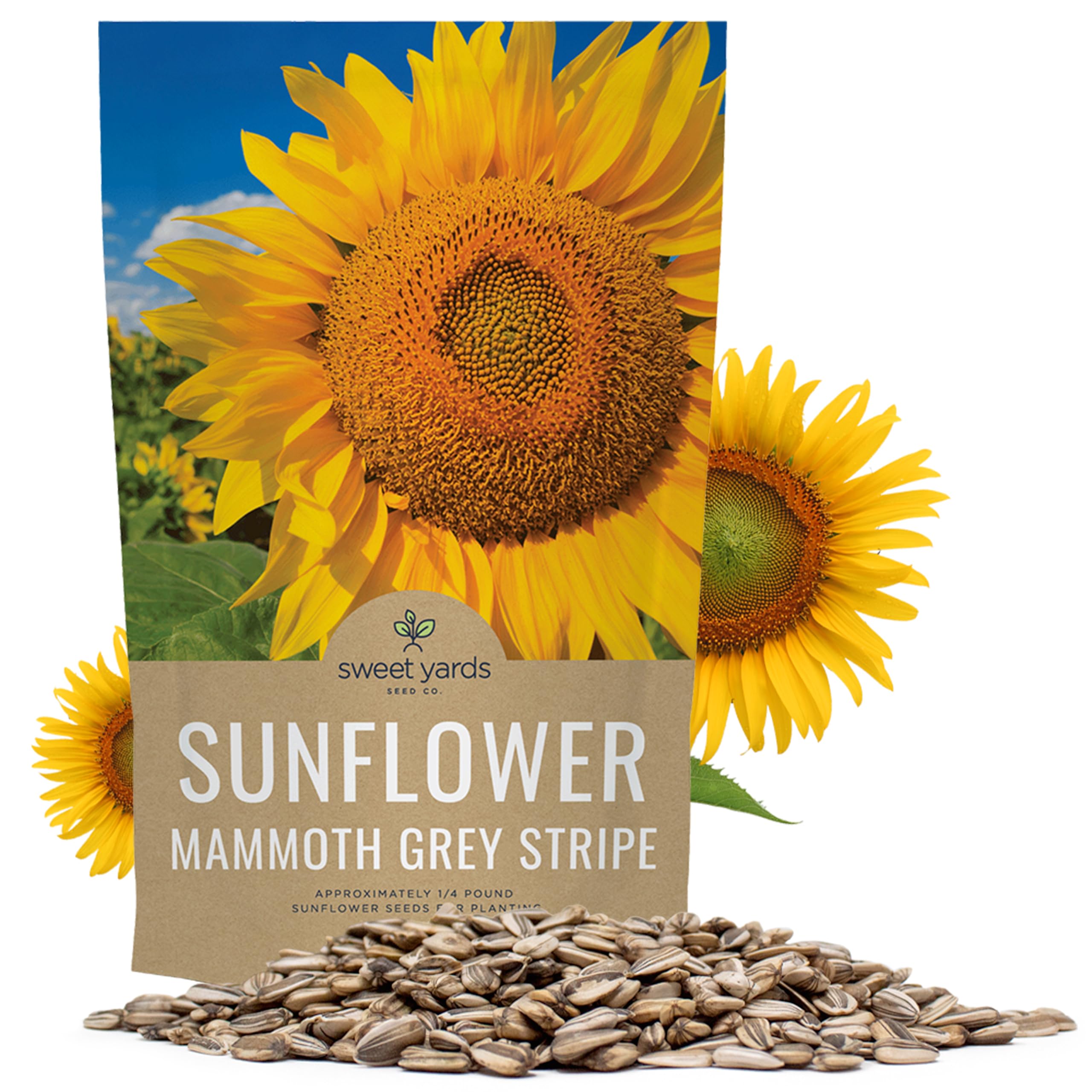 Mammoth Grey Stripe Sunflower Seeds for Planting – Bulk Quarter Pound Bag – Over 1,000 Open Pollinated Non-GMO Seeds – Helianthus annus