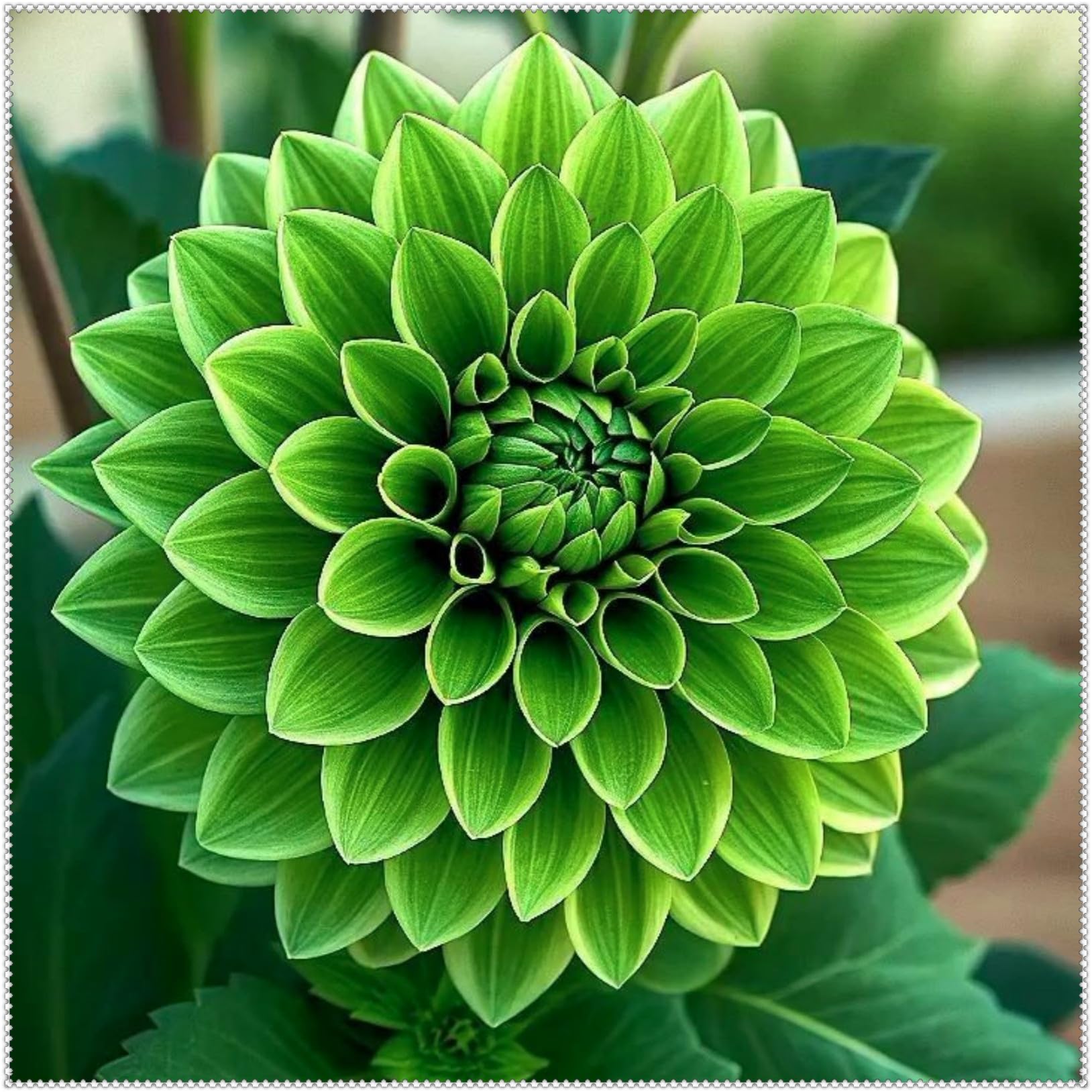 Dahlia tubers UK/Dahlia Bulbs Plants/Perennial Good for Containers for Your Beautiful Garden/Excellent Display-10 Bulbs-F