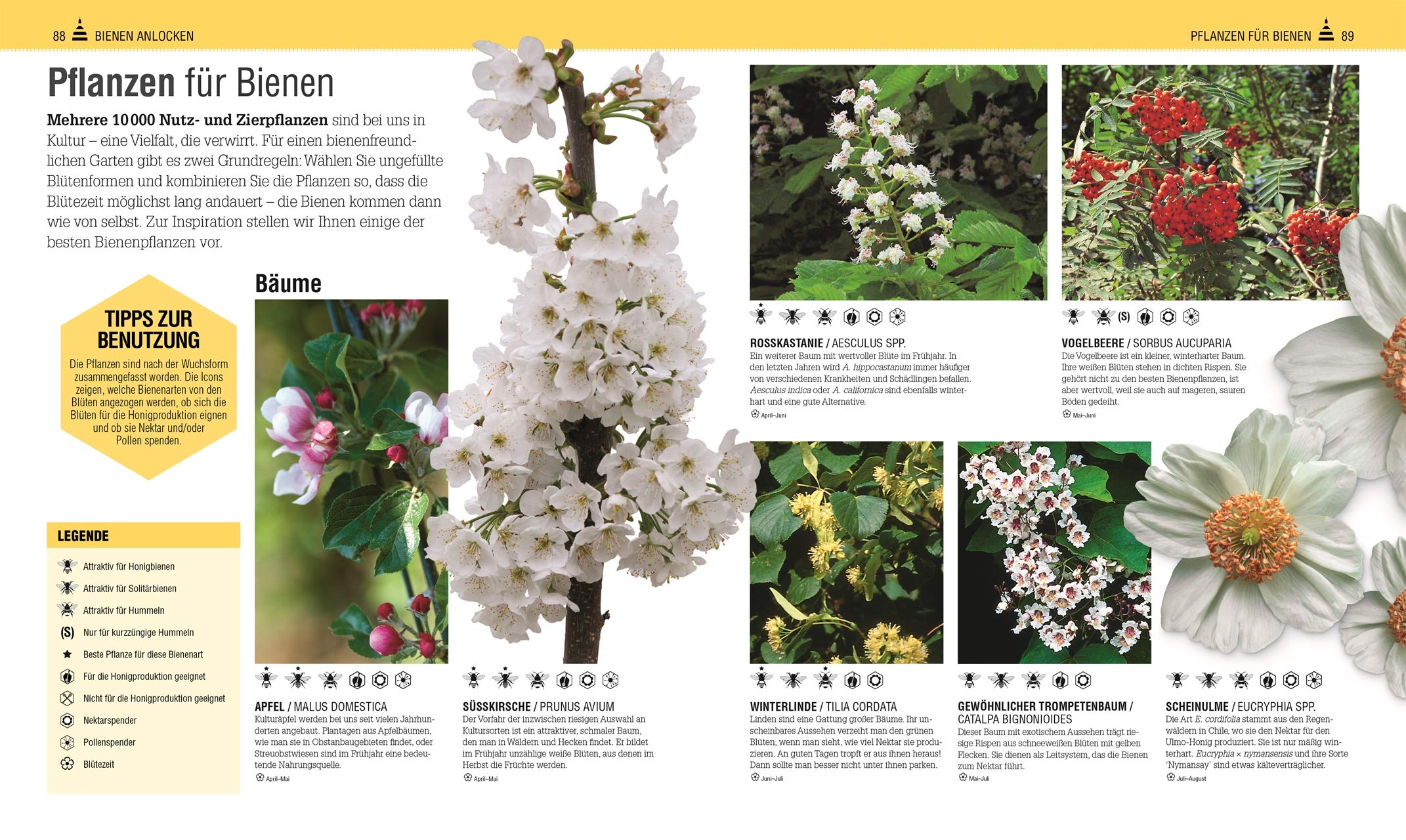 Das Bienen Buch: Bienen verstehen, schützen und halten