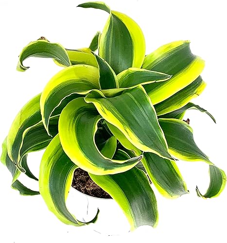 Dracaena Tornado - Planta de casa viva en maceta de 4 pulgadas Dracaena Tornado - Planta de casa viva en maceta de 4 pulgadas