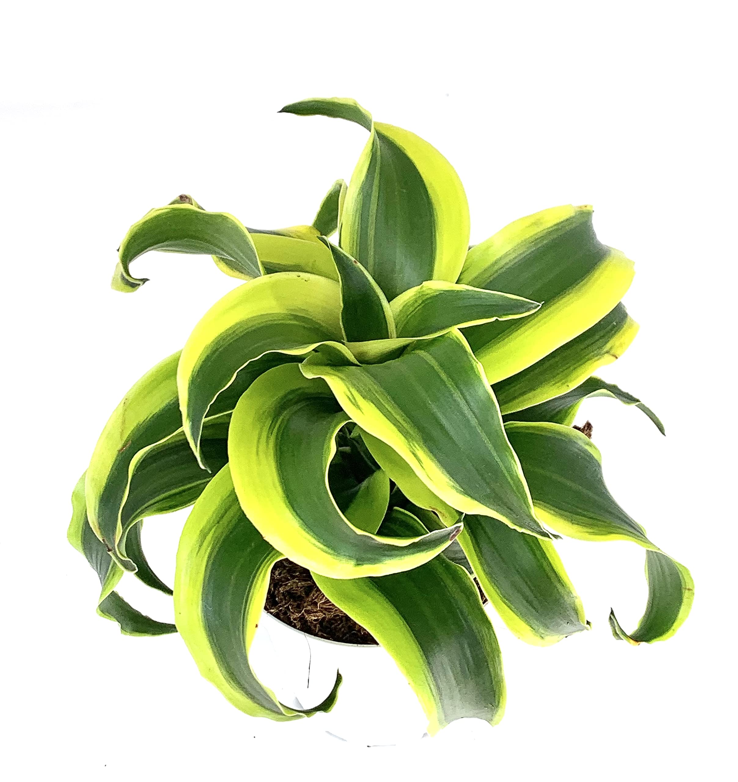Dracaena Tornado Live House Plant