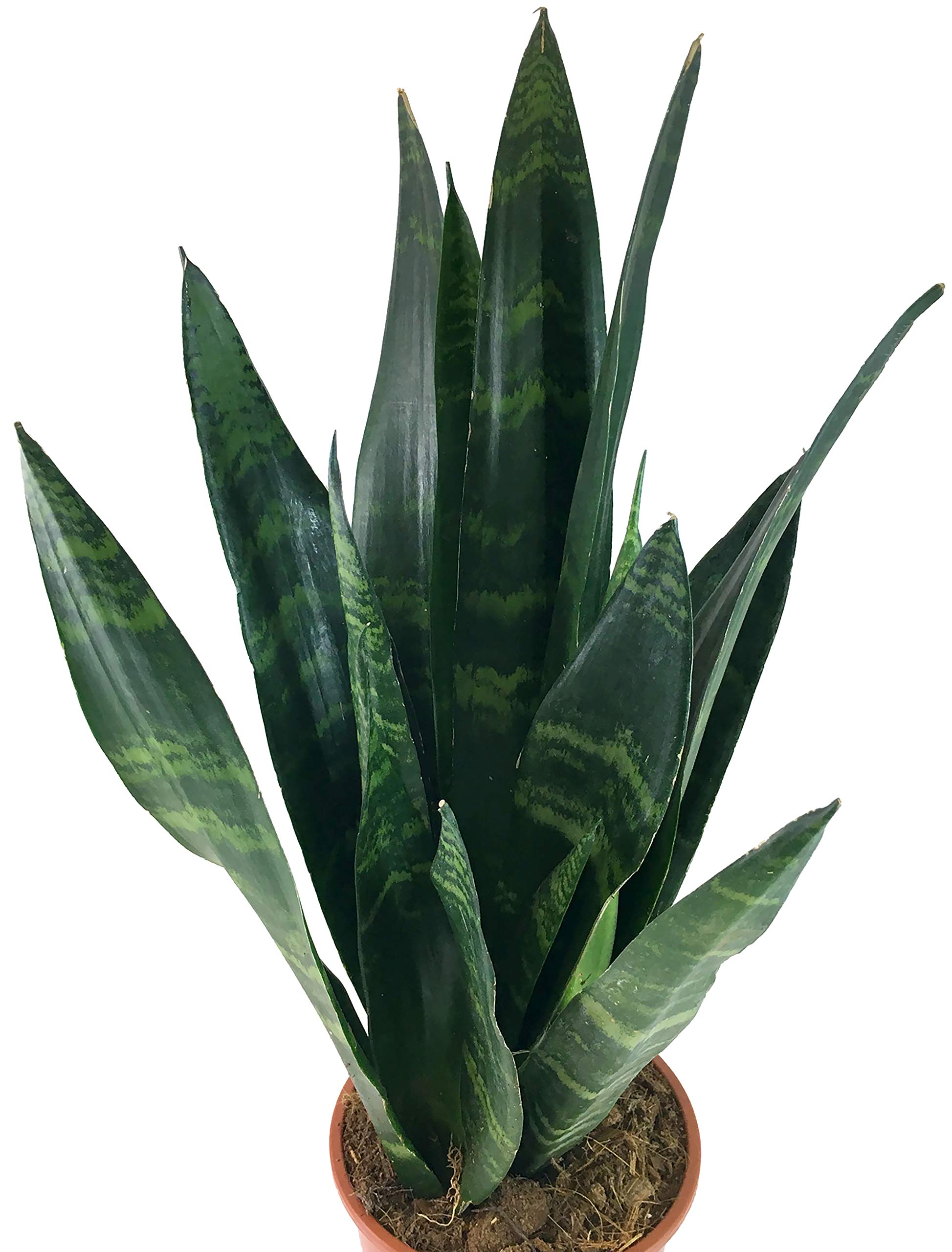 little agave Variegated Dwarf Smooth Agave (Agave desmettiana 'Variegata')