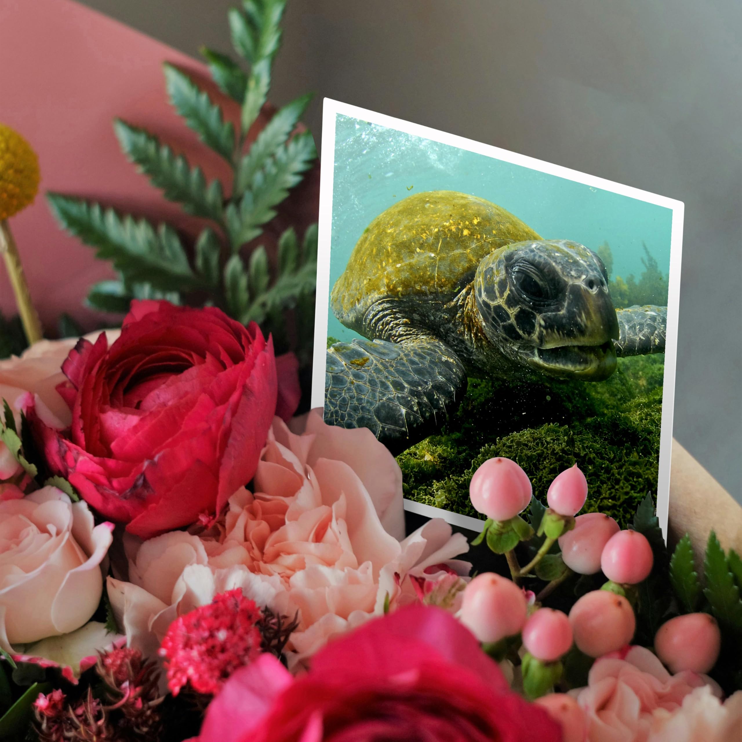 3Drose Pacific Green or Black Sea Turtle Feeding on Algae Punta Cormorant Floreana Island Galapagos - Greeting Cards, 6 by 6-inches, Set of 6 (gc_10116_1) - Image 3