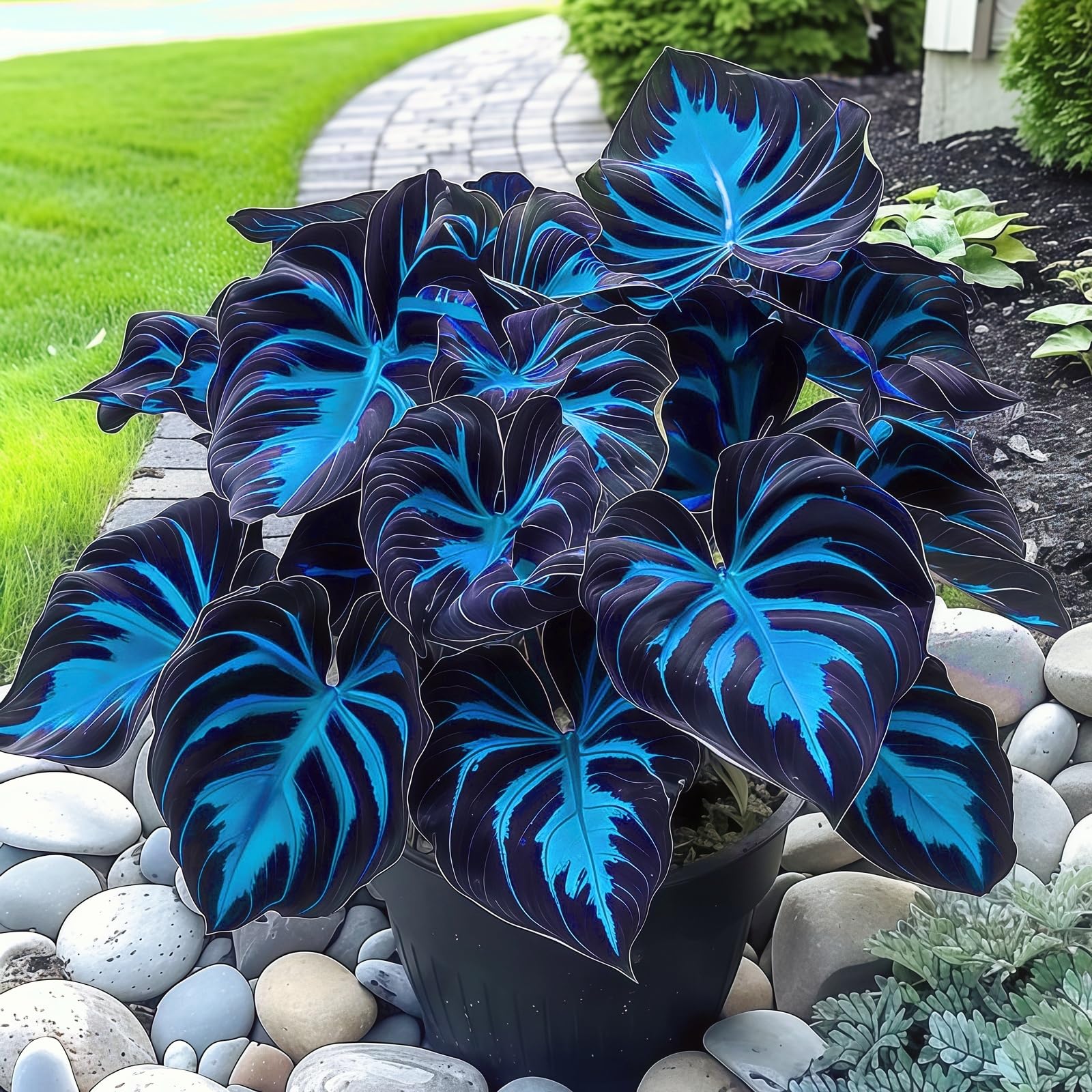 Hostas for Planting UK, Hardy Perennial, Excellent Display, Mix Greening Flower, Natural Organic, Wedding, Balcony Garden-10 Bulbs-G โ image 1