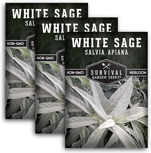 Survival Garden Seeds - Semilla de salvia blanca para plantar - Cultiva incienso de manchas sostenibles - Paquete con instrucciones para plantar y