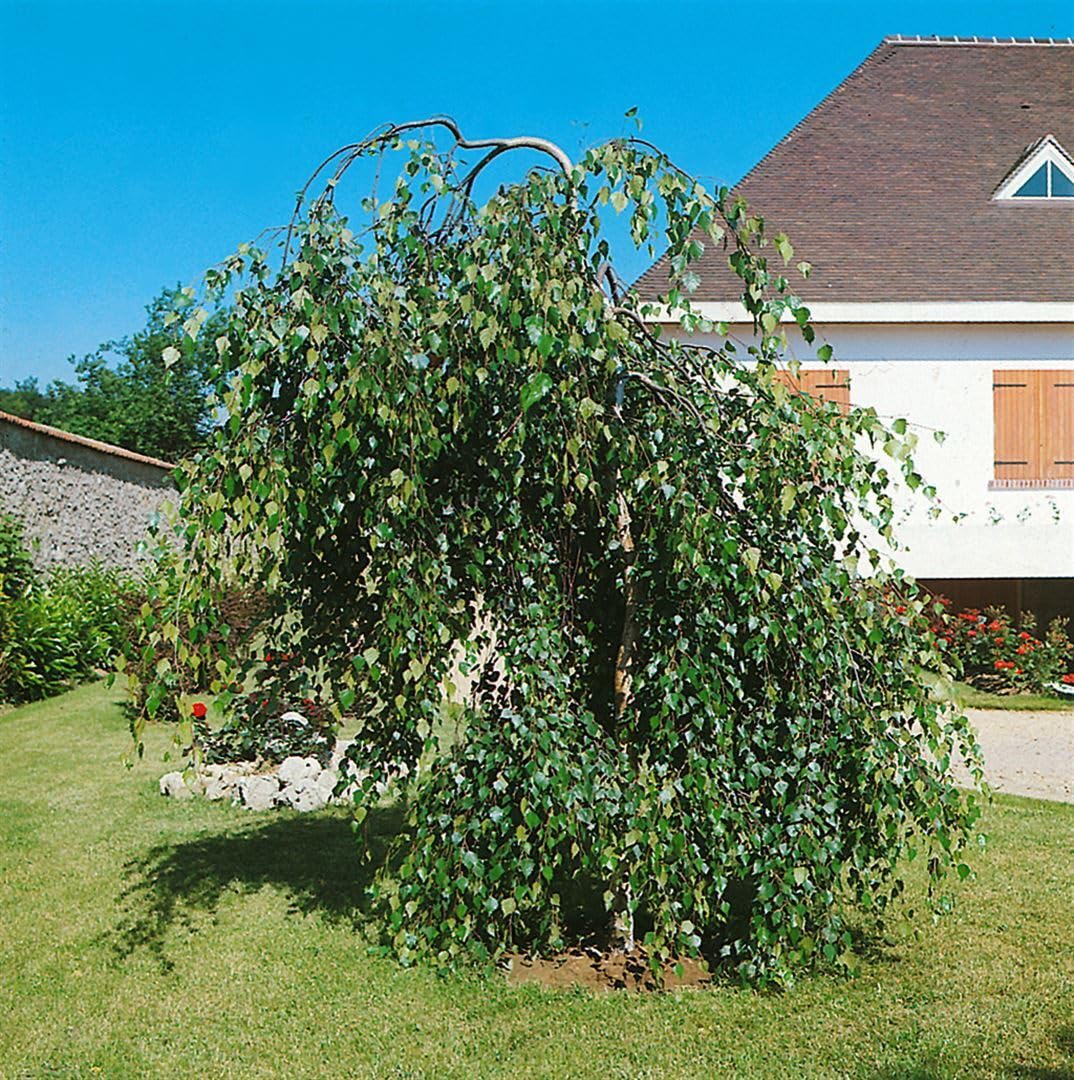 Betula pendula 'Youngii' Sta C15 korona jednoczęściowa. 180- brzoza płacząca "Youngii", mrozoodporna, niemiecka jakość szkółki drzewnej, w doniczce dla optymalnego wzrostu