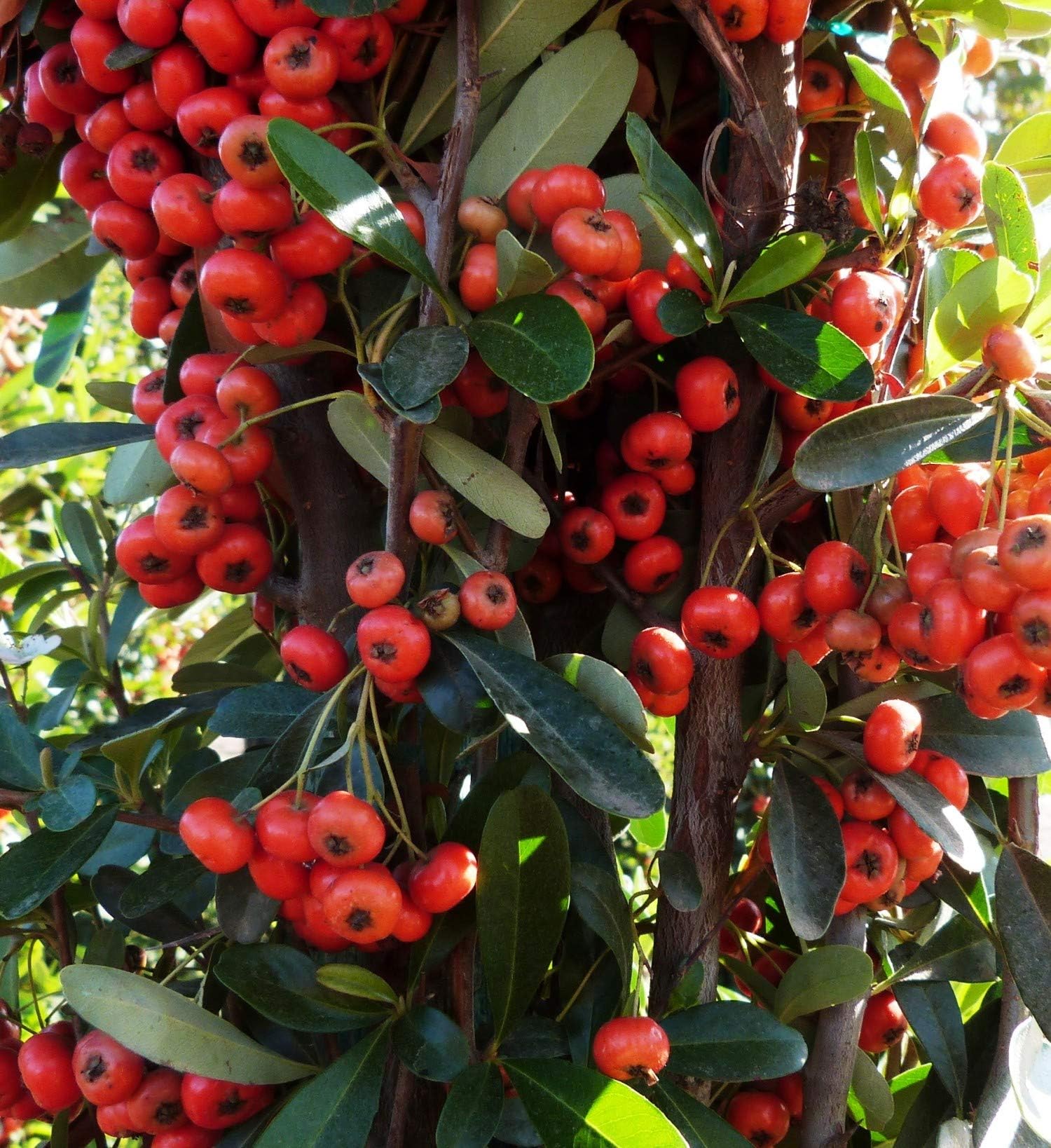 Live Firethorn aka Pyracantha Fort. 'Graberi' STK Plant Fit 5 Gallon Pot