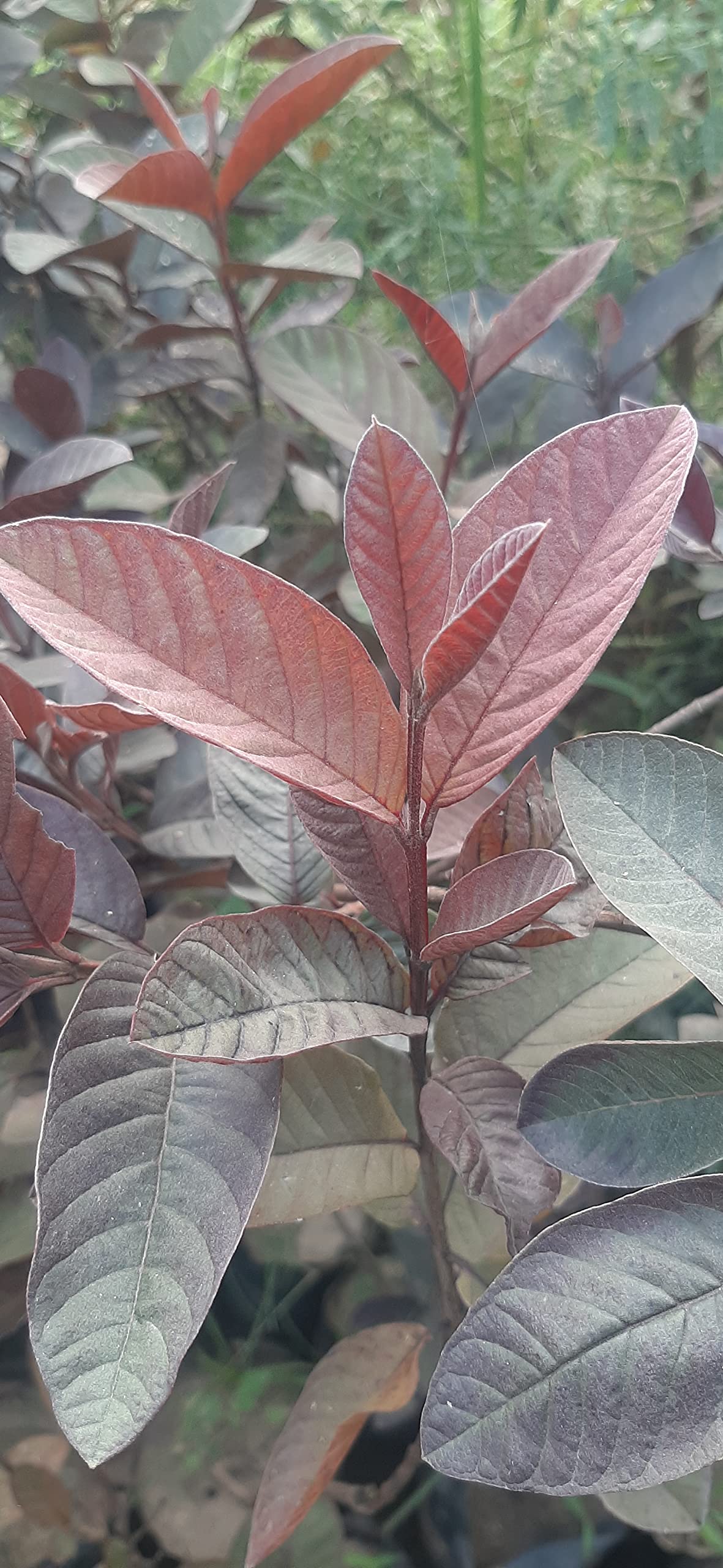 See full amazon price history chart for Platones Dwarf Grafted red guava Platones Dwarf Grafted red guava (B092VD7MWR) Amazon Price History, Amazon Price Tracker