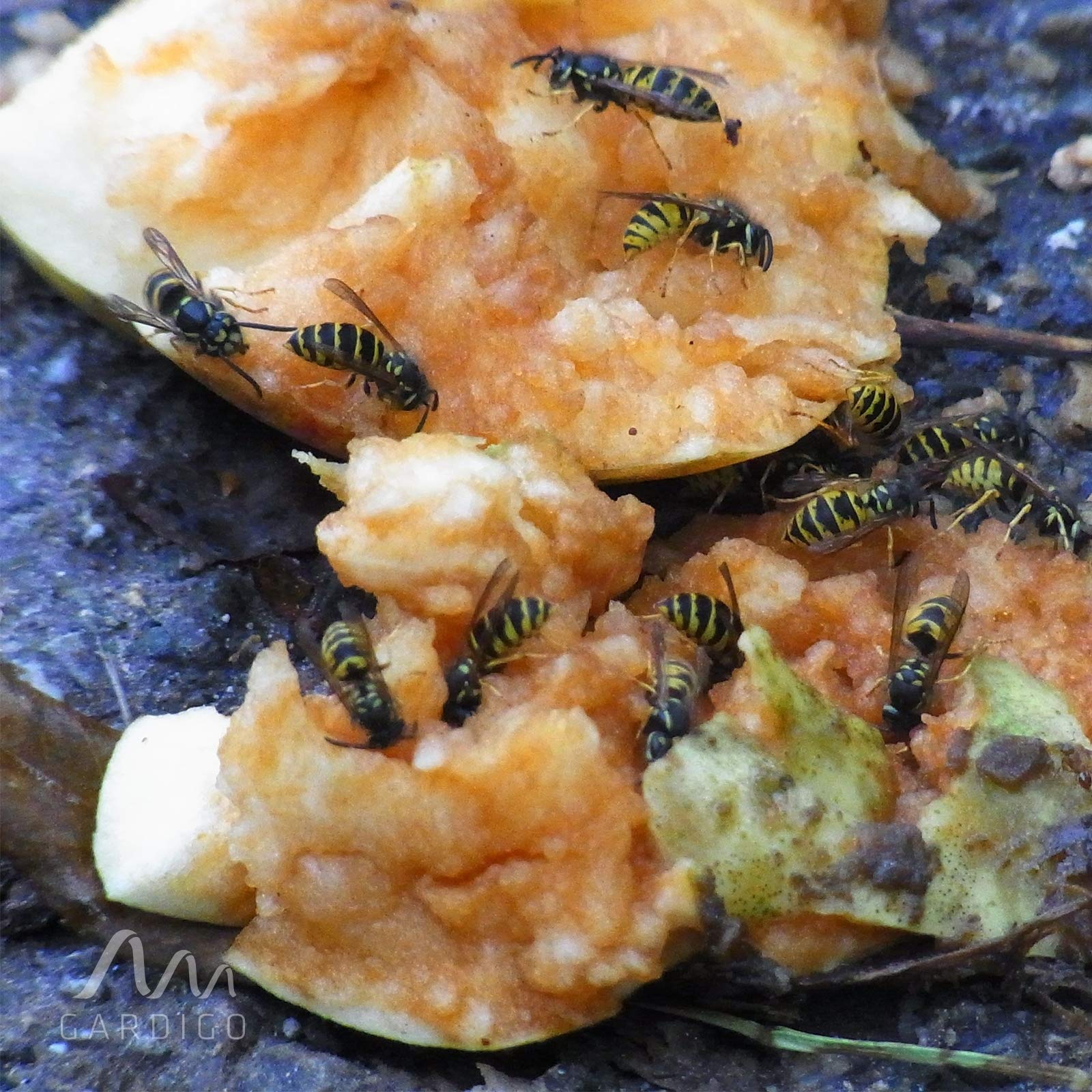 Gardigo® Trampa Avispas Exterior 3 Unidades | Trampa Avispón, Abejorros Atrapa Insectos | Mata Avispas | Anti Avispas para Piscina, Jardin | Armadilha Vespa Reutilizable