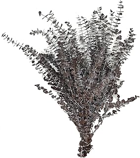 CalCastle Craft California Grown Natural Dried Preserved Eucalyptus Branches Bundles of Stems and Leaf Large 30" Tall Bulk 1 LB / 8 OZ (Frosted Brown - 16 oz)
