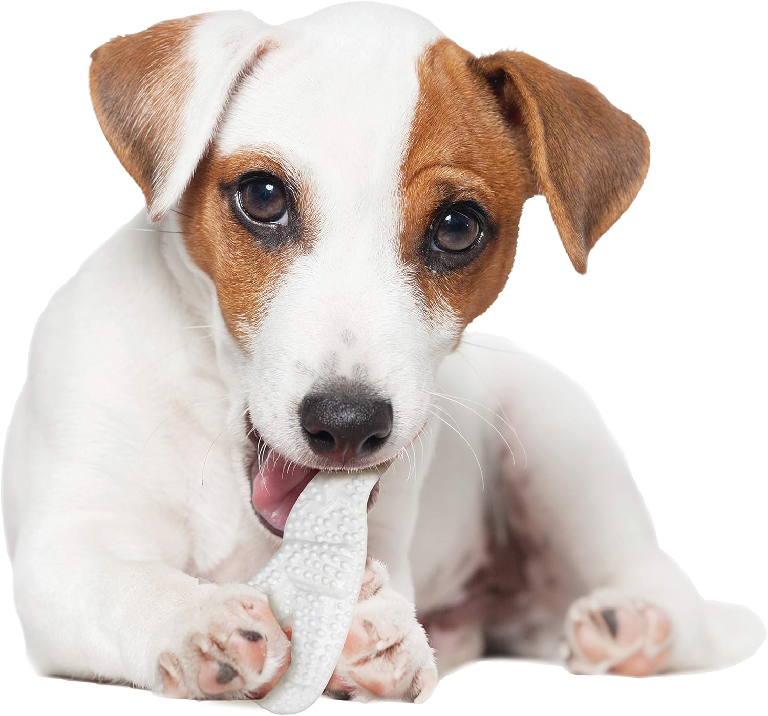 Nylabone Dinosaur Dental Dog Chew Toy 9 8110CmG M0L. AC SL1500