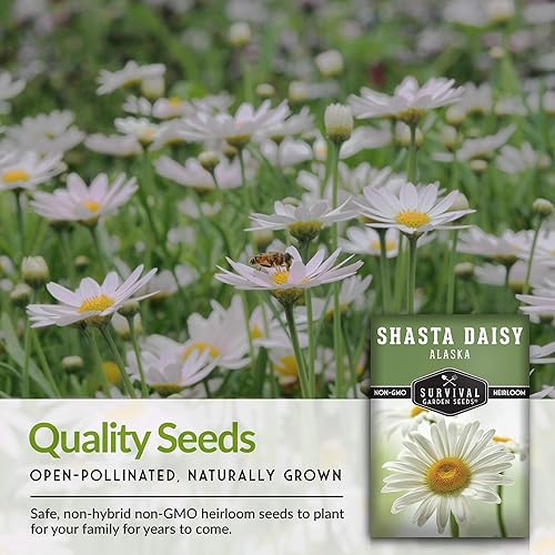 Miniatura 2 de Shasta - Semilla de margarita para jardinería, 5 paquetes con instrucciones para plantar y cultivar hermosas flores perennes blancas en el jardín de