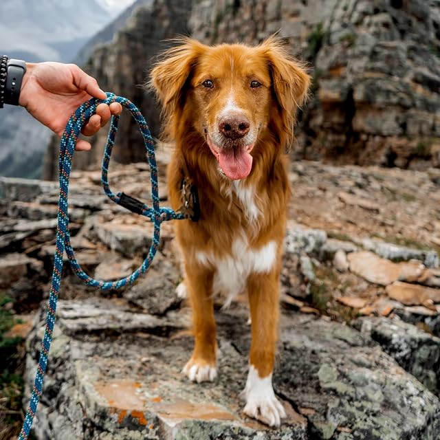 Foto 6 de 8 de Wilderdog Correa de cuerda de escalada con mosquetón pequeño para perros pequeños y medianos, 5 pies