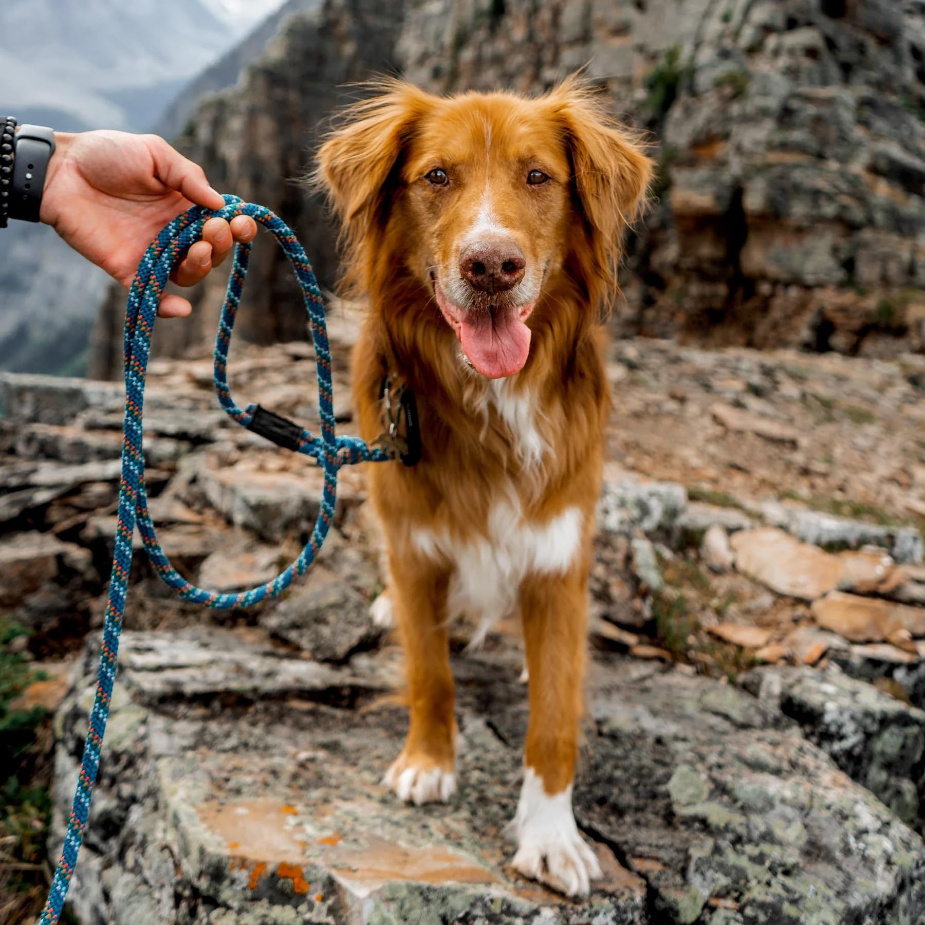 Wilderdog Correa de cuerda de escalada con mosquetón pequeño para perros pequeños y medianos, 5 pies, azul pacífico, 1 unidad
