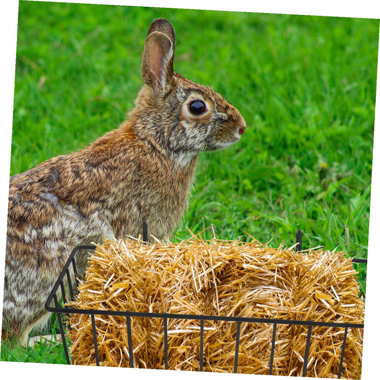 Râtelier à Foin pour Lapins Suspendu, Métal Noir, Lot de 5 Pièces | Cage D’animal, Support Stable, Garde la Nourriture Propre, Convient Lapin et Chinchilla