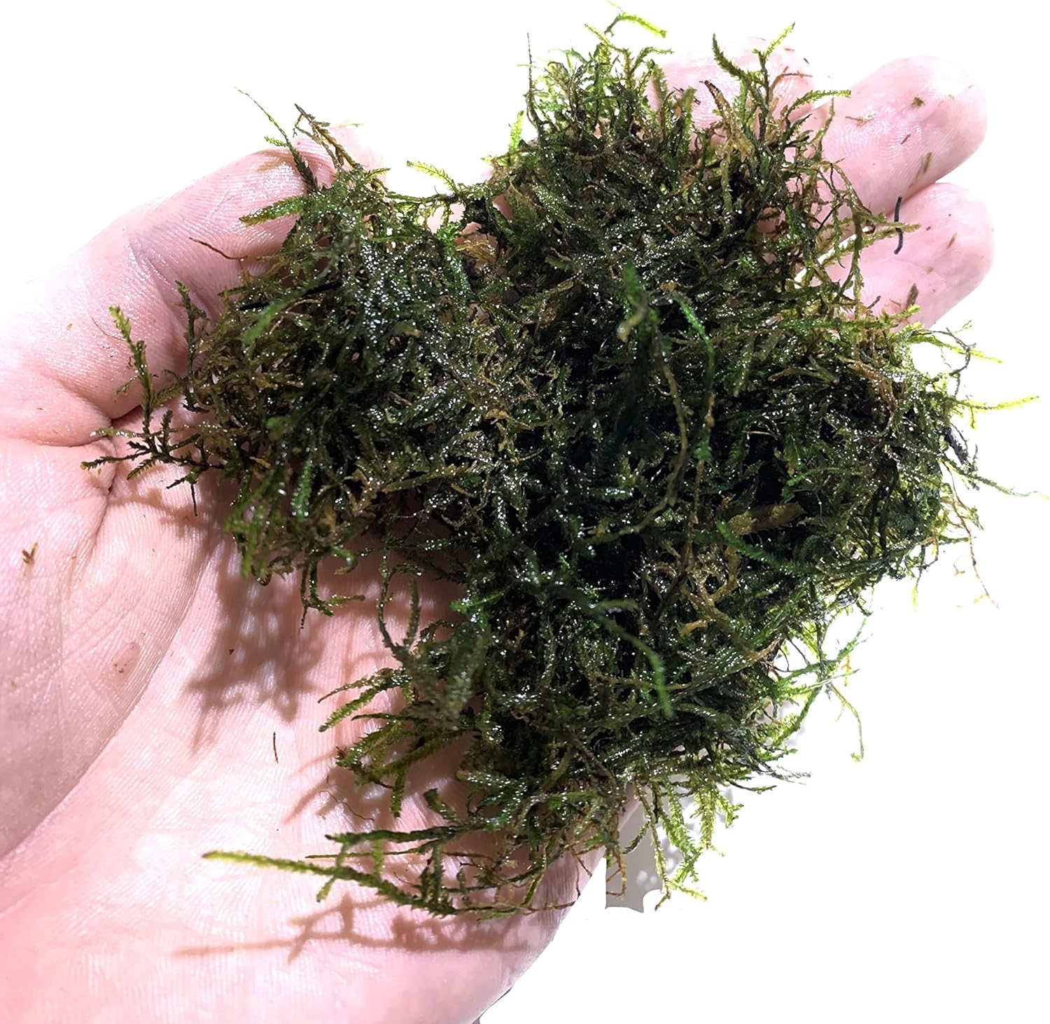 Marcus Fish Tanks Java Moss Taxiphyllum Barbieri Live Aquarium Moss Aquatic Plants Vesicularia Dubyana Buy 2 G 1