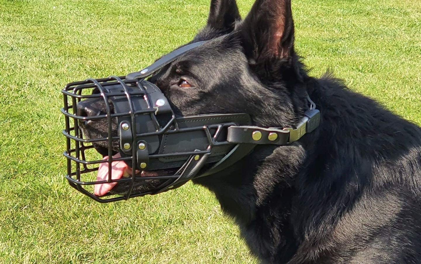 Bozal de metal de goma Dingo Gear para Malinois | Profesional, cómodo, universal, largos paseos S03048