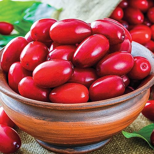 Miniatura 2 de QAUZUY GARDEN 10 semillas de cornelo de cereza de cornalina premium (Cornus Mas), semillas de cornel europeas, sabrosas y de alto rendimiento,