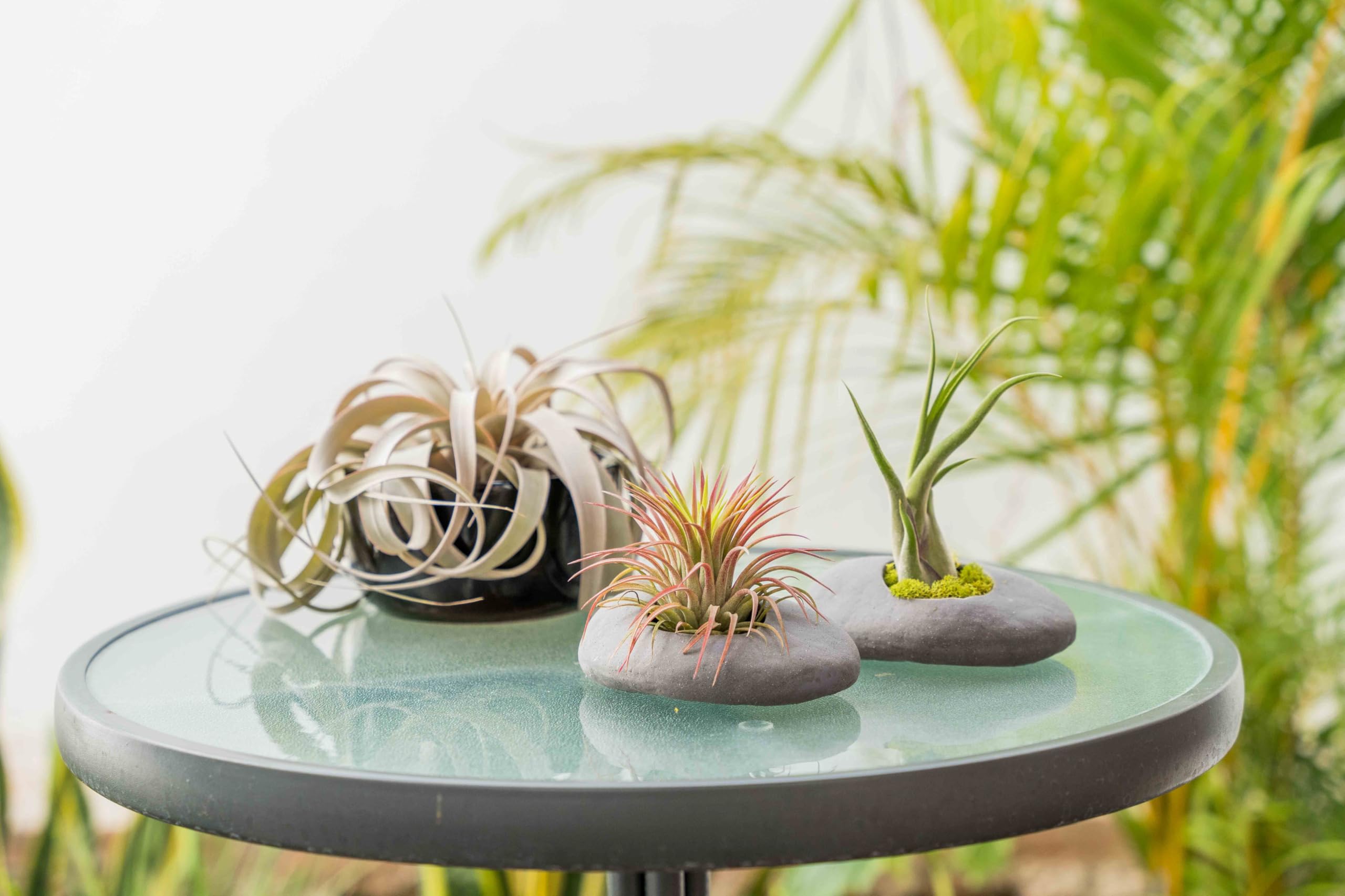 Amazon.com : 3 Pack Gray Ceramic Stone Holder with Assorted Air Plants -  Live Tillandsia Succulent House Plant - Wholesale and Bulk - Home and  Garden Decor - Easy Care Indoor and