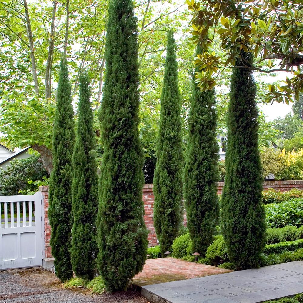 YouGarden Italian Cypress Trees, Set of Two Established Plants in 19cm Pots, Already 90-120cm Tall, Ready to Plant Ornamental Evergreen Shrubs, Supplied as a Pair of Cypress Trees for Gardens