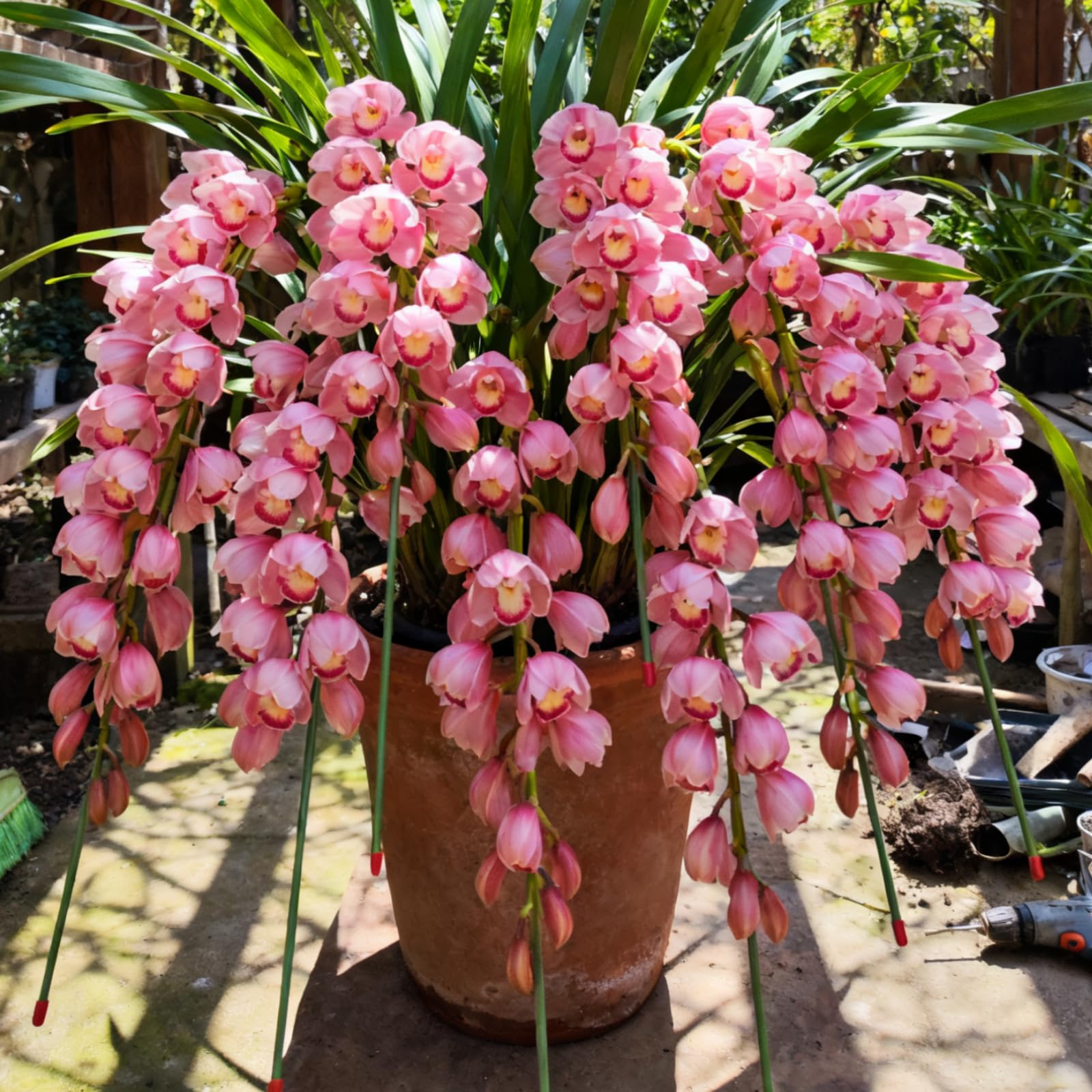 Hardy Cymbidium Bulbs/Cymbidium Orchid Plants Outdoor/Selected Cymbidium Varieties/Fragrant/Excellent for Balcony Display.-5 Rhizome-B