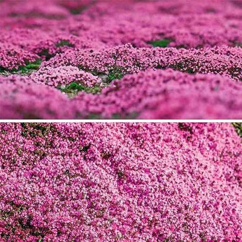 Miniatura 4 de Más de 20000 semillas de tomillo rastrero rosa mágico para plantar plantas de cobertura del suelo, flores de reliquia, tomillo perenne, semillas