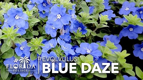 Miniatura 2 de Blue Daze  20 plantas vivas  Evolvulus glomeratus  Cubierta del suelo tolerante al calor  Planta con flores durante todo el año para jardines y