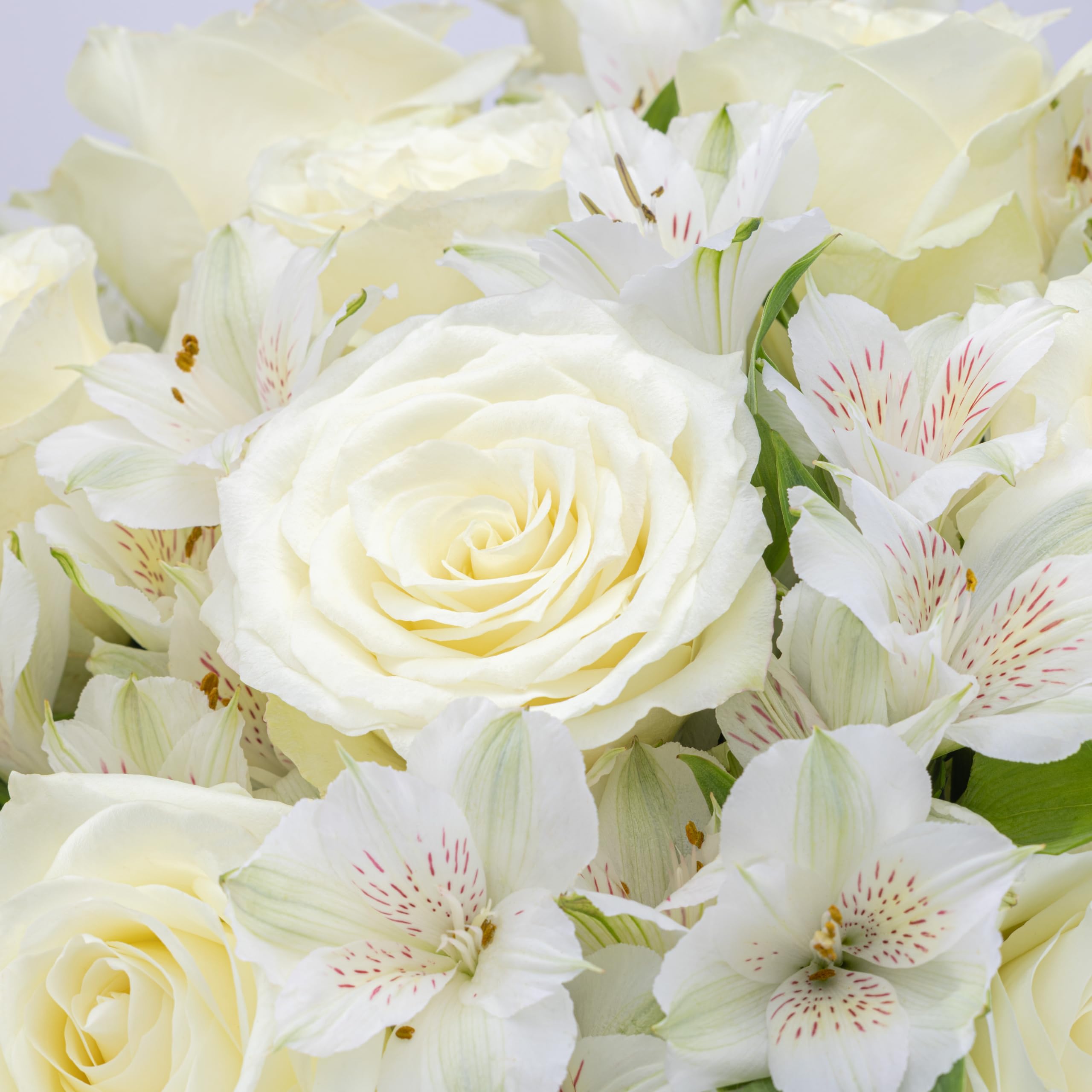 Benchmark Bouquets - White Roses and Alstroemeria - Fresh Flowers for Delivery - Fresh Cut Flower Bouquet - Real Roses in a Vase - Sympathy Gifts - Sympathy Flowers for Delivery (Glass Vase Included): White/White