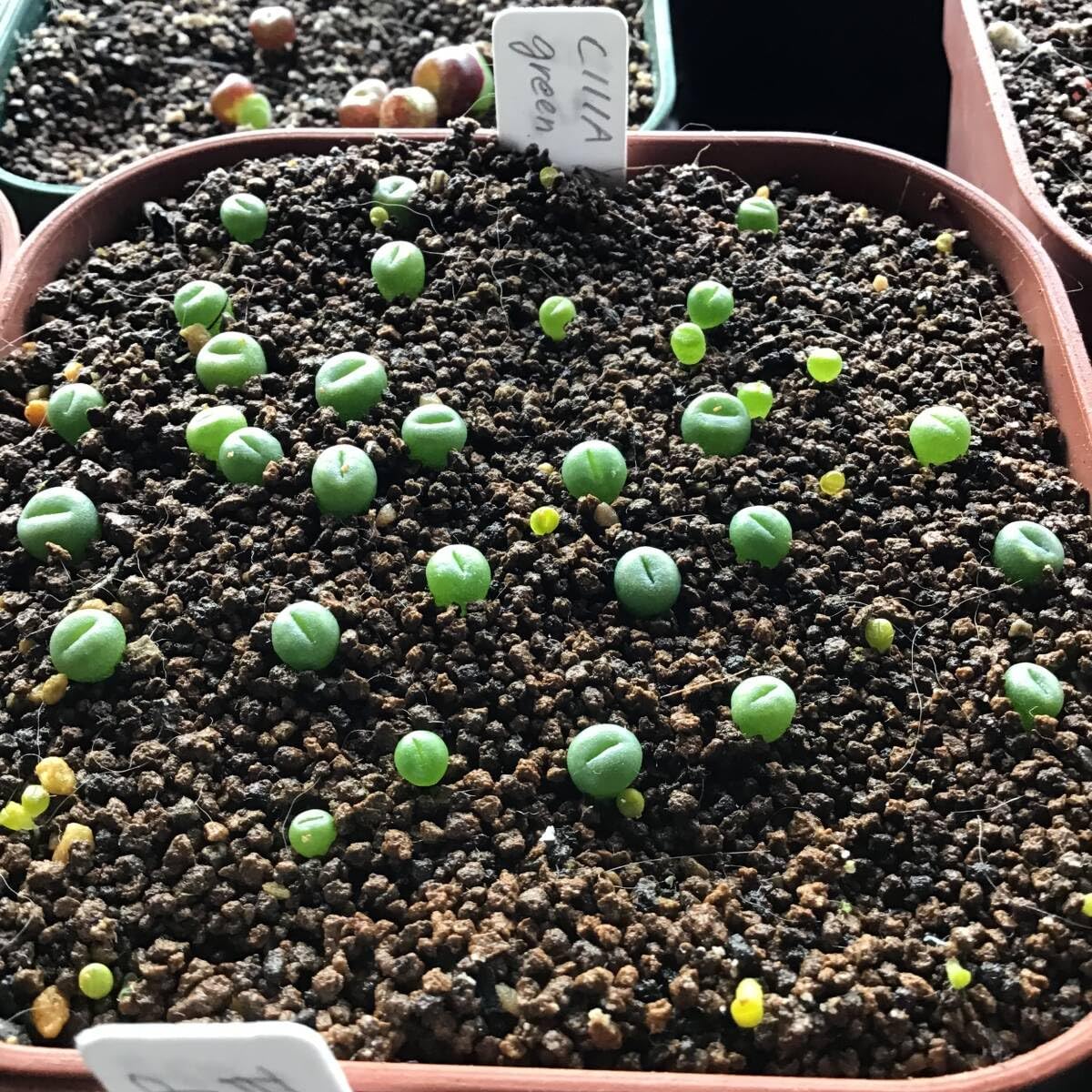 Amazon.co.jp: 種子30粒 C111A リトープス グリーンソープ