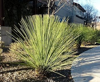 ①　ダシリリオン　クアドラングラツム　14号　特大苗木最高等級 ① ダシリリオン クアドラングラツム 14号 特大苗木最高等級