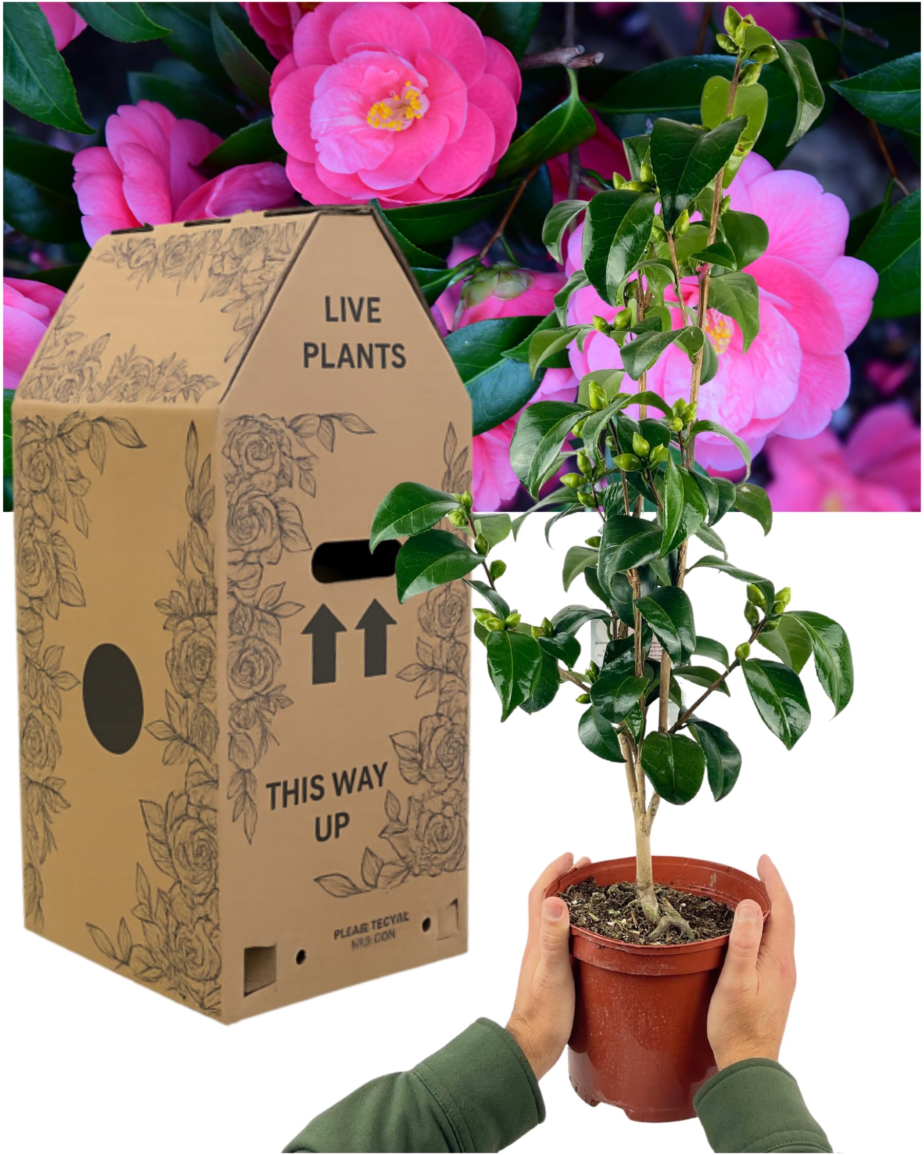 Pink Camellia Tree – 1x Large & Fully Established Outdoor Garden Ready Plant. Supplied in 3L Pot. Early Spring Flowering Evergreen Shrub with Glossy Foliage & Soft Pink Blooms. Ideal for Patio Pots
