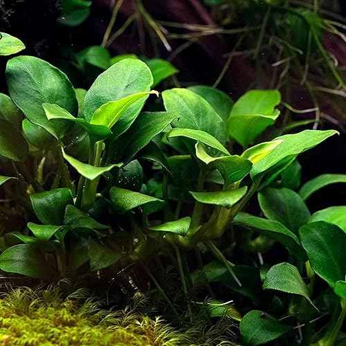 Vista 15 de Plantas de acuario vivas en maceta Plantas acuáticas de agua dulce para acuarios (Moneywort)