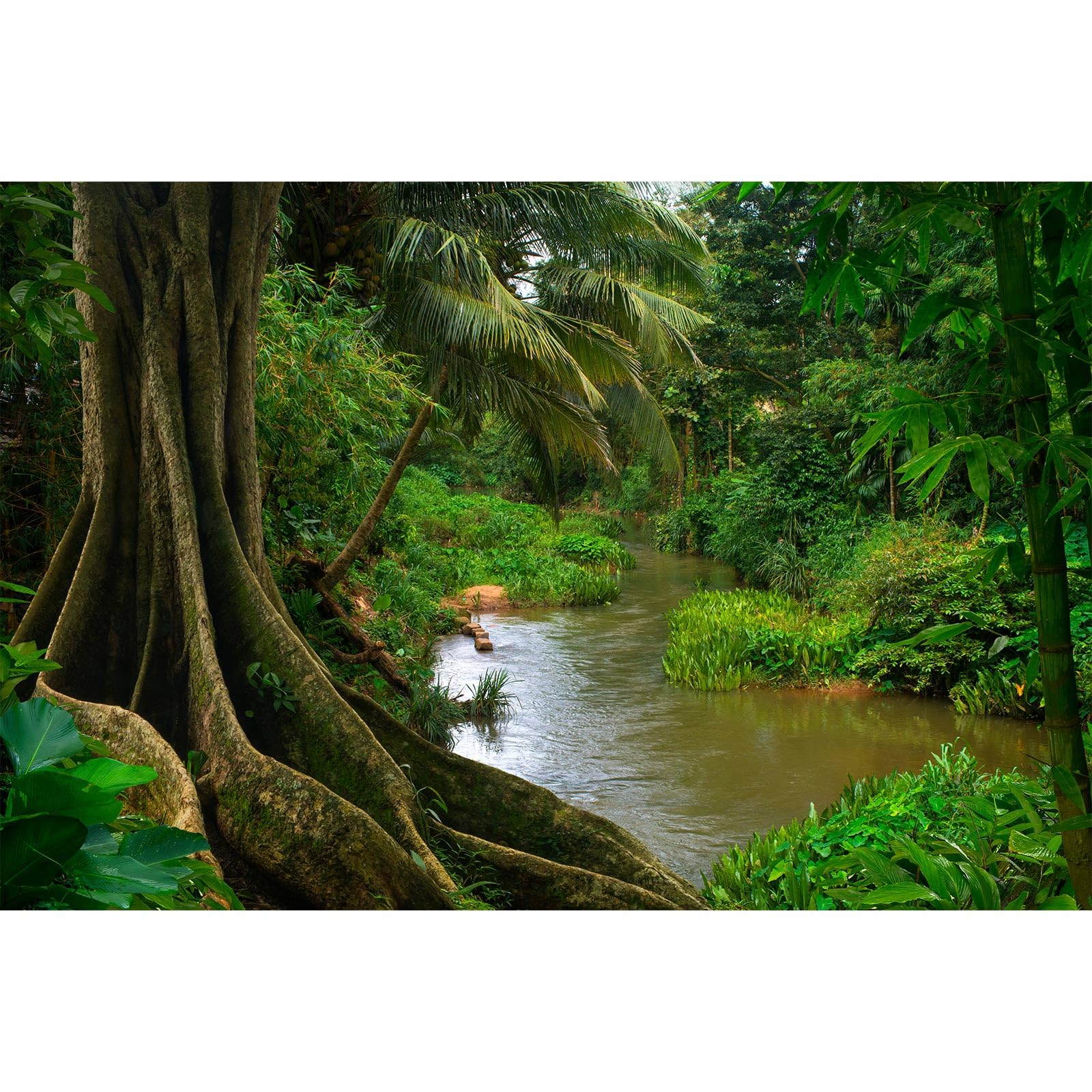 Forest Aquarium Background Jungle Rainforest River Terrarium Background Lush Green Trees with Moss Fish Tank Background Forest Stream Green Plants Reptile Habitat Background Poster Vinyl 60x24in