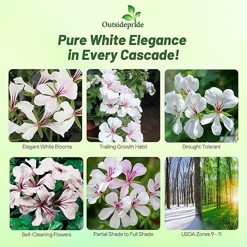 Miniatura 2 de Outsidepride Ivy Leaf Geranio blanco para plantas de interior o flores de exterior para cestas, bañeras, cajas de ventana, camas, 10 semillas