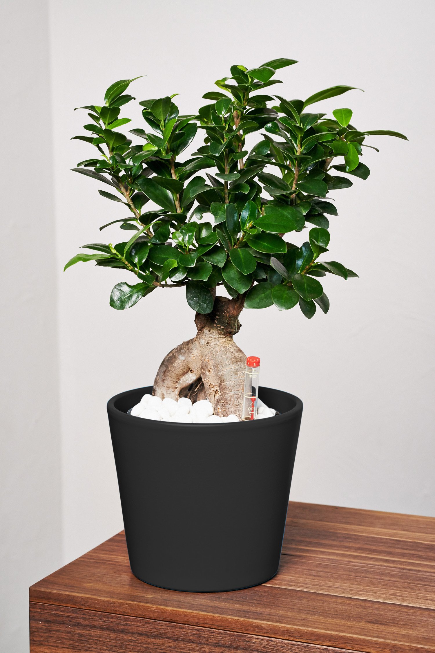 BLACKTRADMAN'S BONSAI 2枚セット Bonsai-Wald-Kombi-Angebot! - 5 Jahre alte Zimmerbonsais