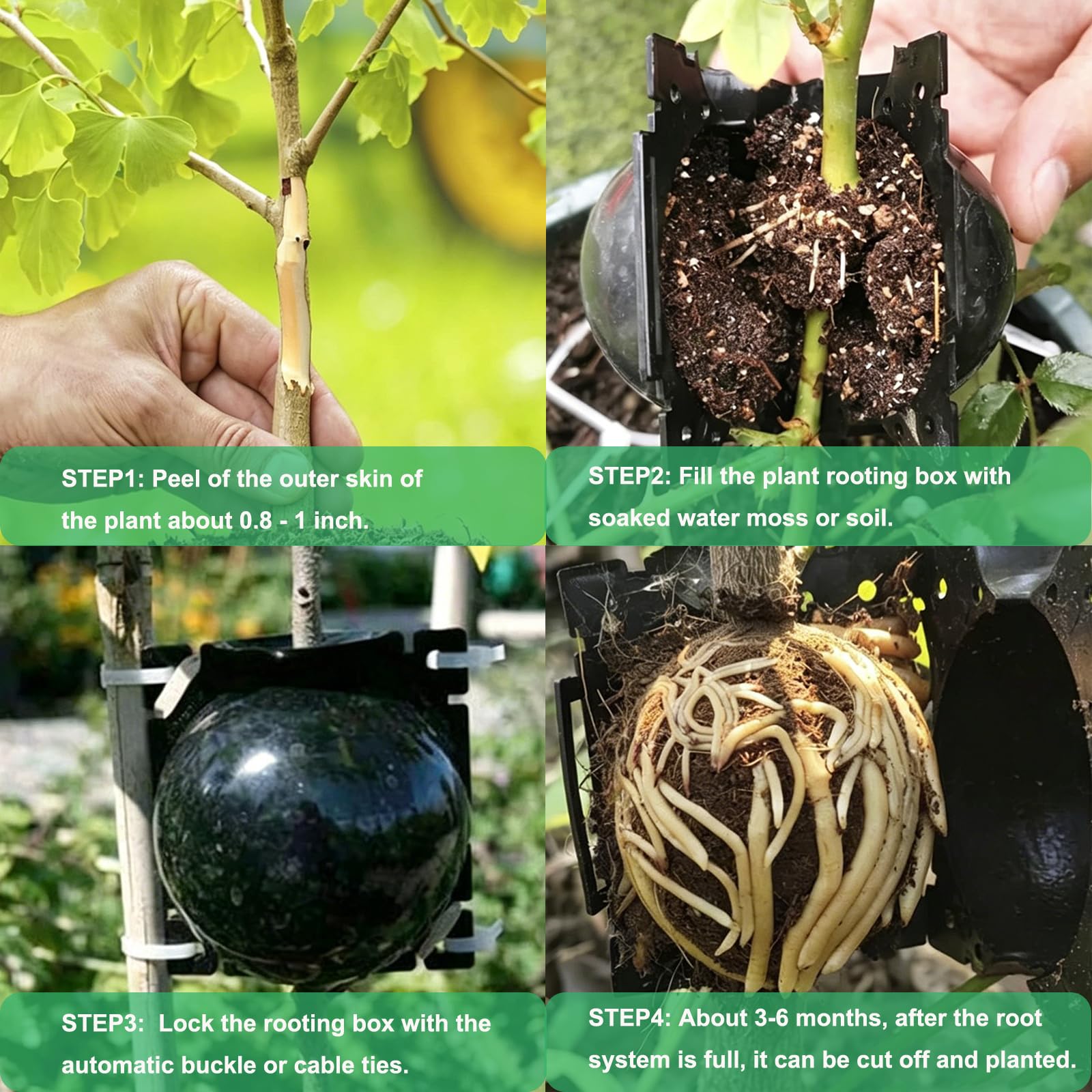 30 Piezas Dispositivo de Injerto de Plantas Caja Cultivo Raíces Plantas con Bridas de Cable Dispositivo de Enraizamiento de Plantas Reutilizable Bola Propagación Alta Presión (Negro)
