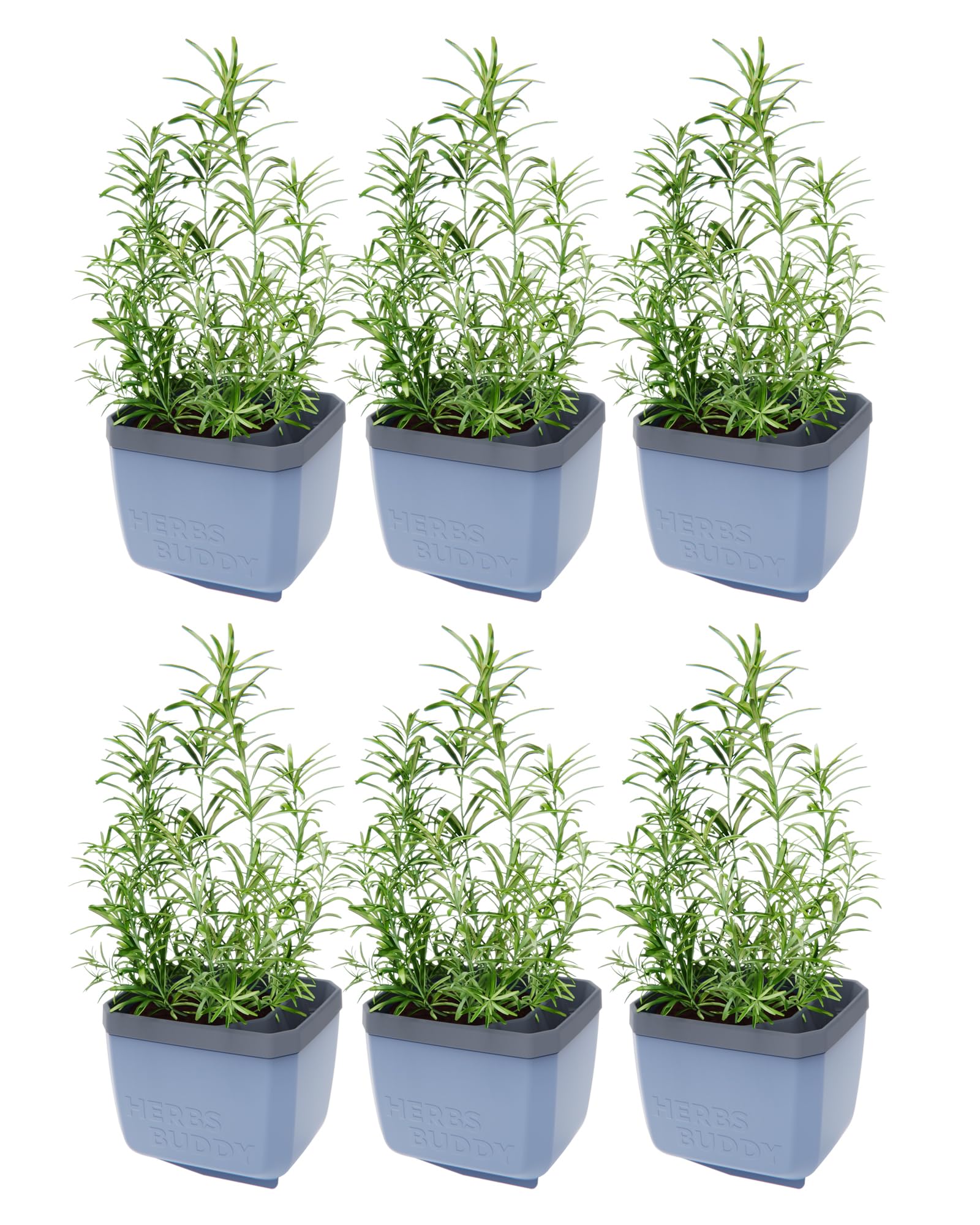 Gusta Garden Blue Herbs Buddy Self-Watering Pot & Herb Pot For Kitchen & Windowsill, Ideal For Basil, Water Tank, Water Level Indicator
