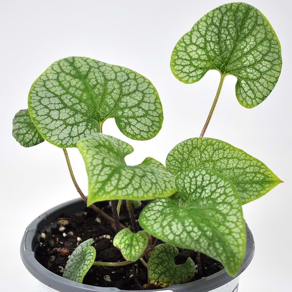 Brunnera Macrophylla Jack of Diamonds, Heartleaf Brunnera, False Forget-Me-Not, Siberian Bugloss, Shade Plant, Great Foliage, Blue Blooms, Container Size: 4.5"