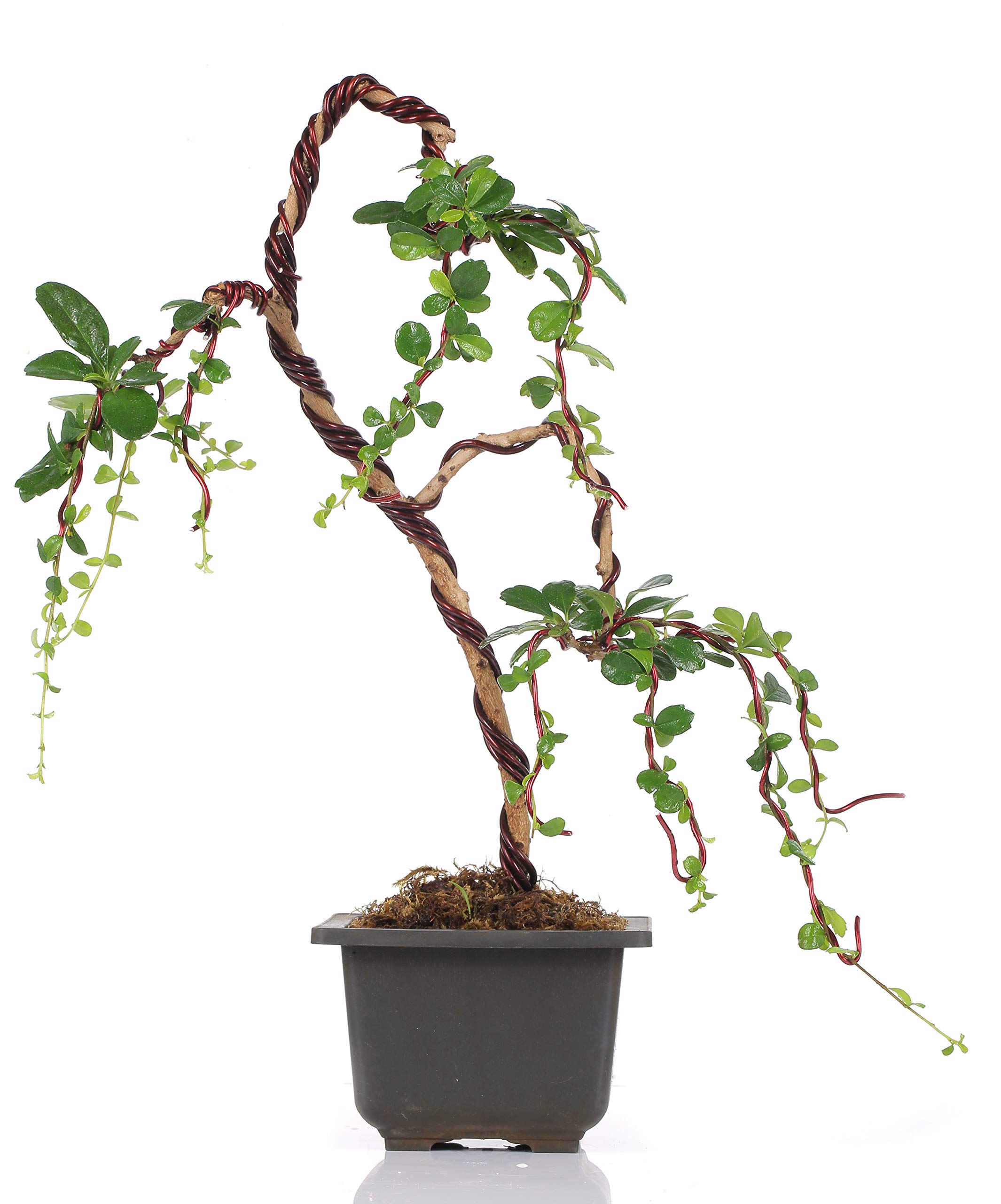 Buy Green Paradise Live Bonsai Carmona Fuken Tea Well Shaped Weeping