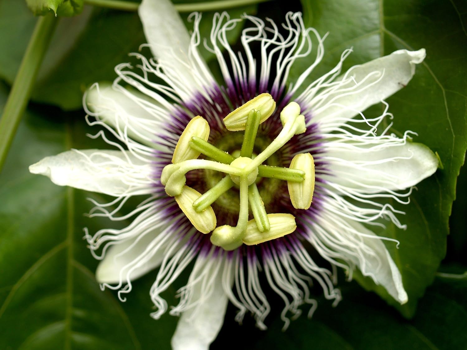 Easy to Grow Passion Flower Edulis Frederick 1 Plant - Potted Vine in Quart Grower Pot, Summer Purple & White Blooms in Sun (Passiflora)