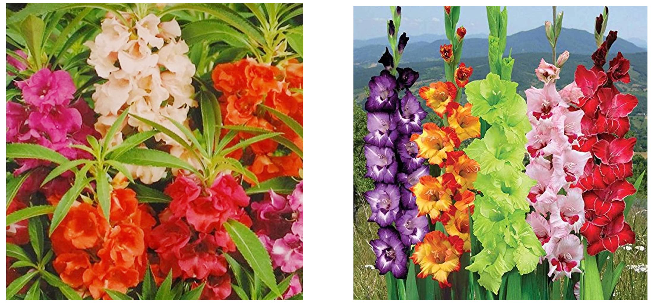 Kraft Seeds Balsam Double Mixed Flower Desi Seeds Summer Variety Special for Home and Balcony Gardening(Multicolor) & Gate Garden Gladiolus Mix Flower Bulbs (Multicolour, Pack of 5) (B09SG4XTMZ) Amazon Price History, Amazon Price Tracker