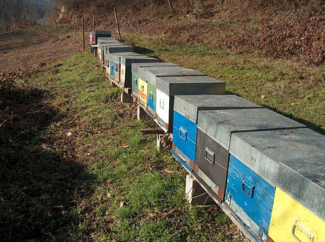 Azienda Agricola Prunotto Mariangela - Miele Di Alta Montagna del Bric di Limone PIemonte g. 100-6 Confezioni da 100 g - (6x100g)