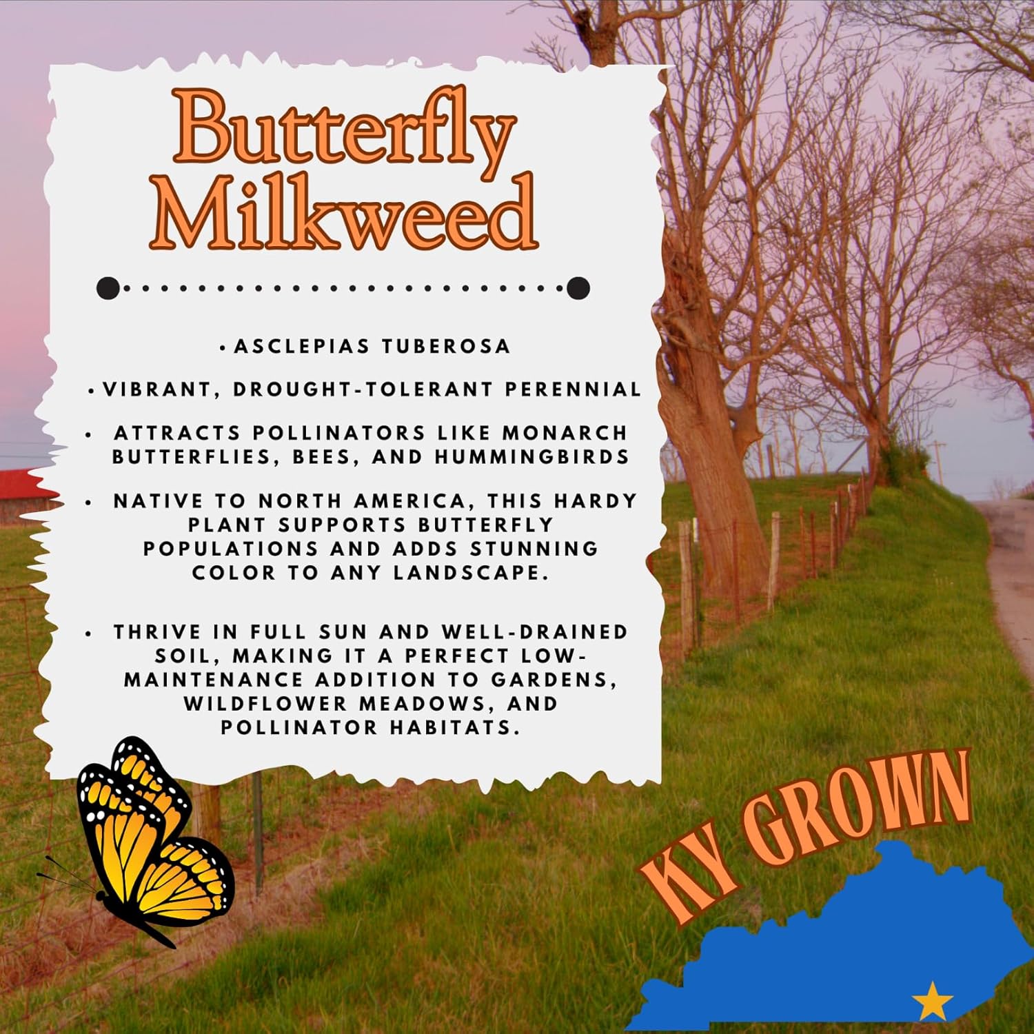 Pollinator Garden Live Plant Collection – 8 Perennial Live Plants | Butterfly Weed, Swamp Milkweed, Purple Coneflower & Black-Eyed Susan | Attract Monarchs, Bees & Hummingbirds | Native Perrenials